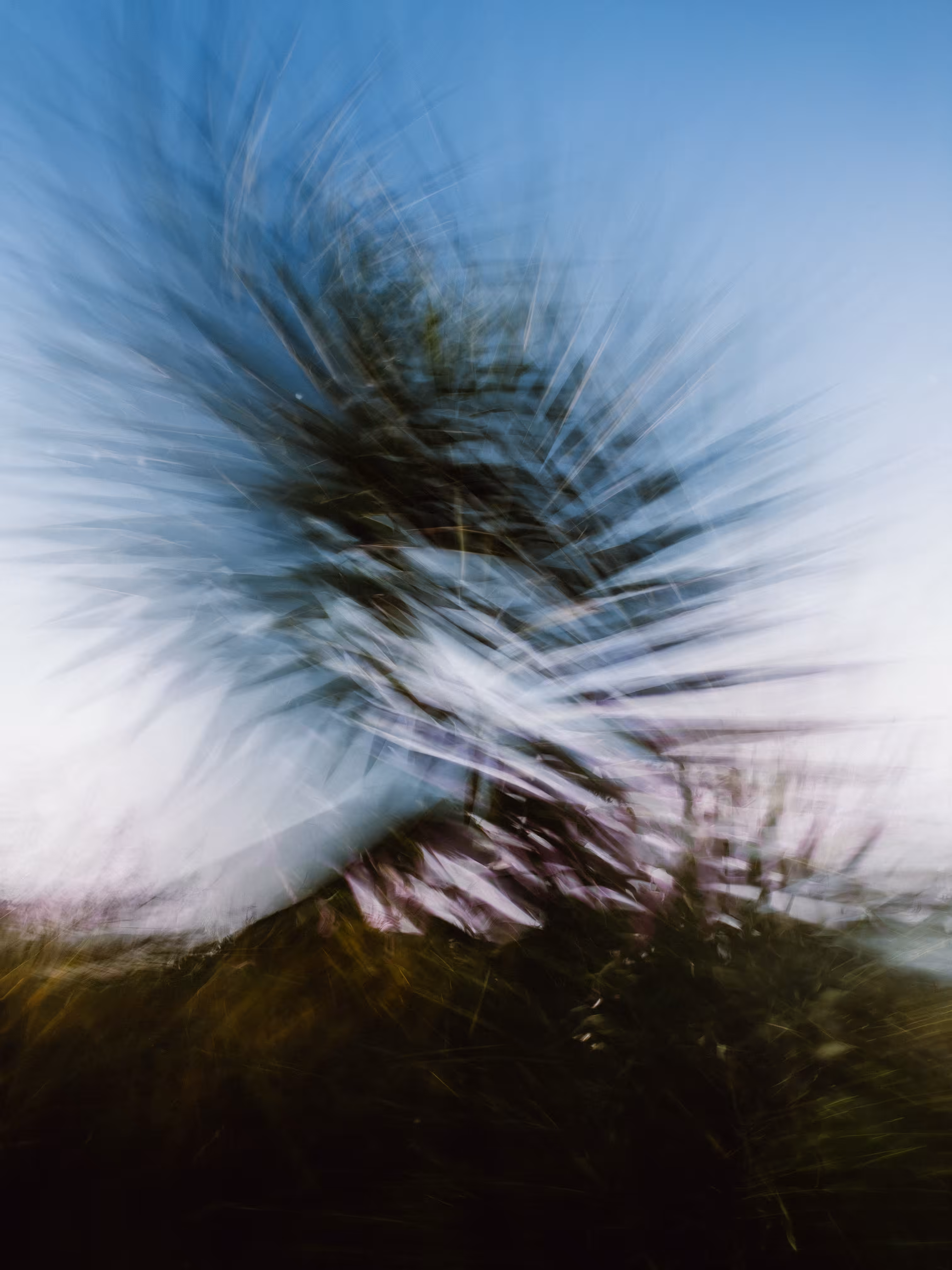 Frond Distortion