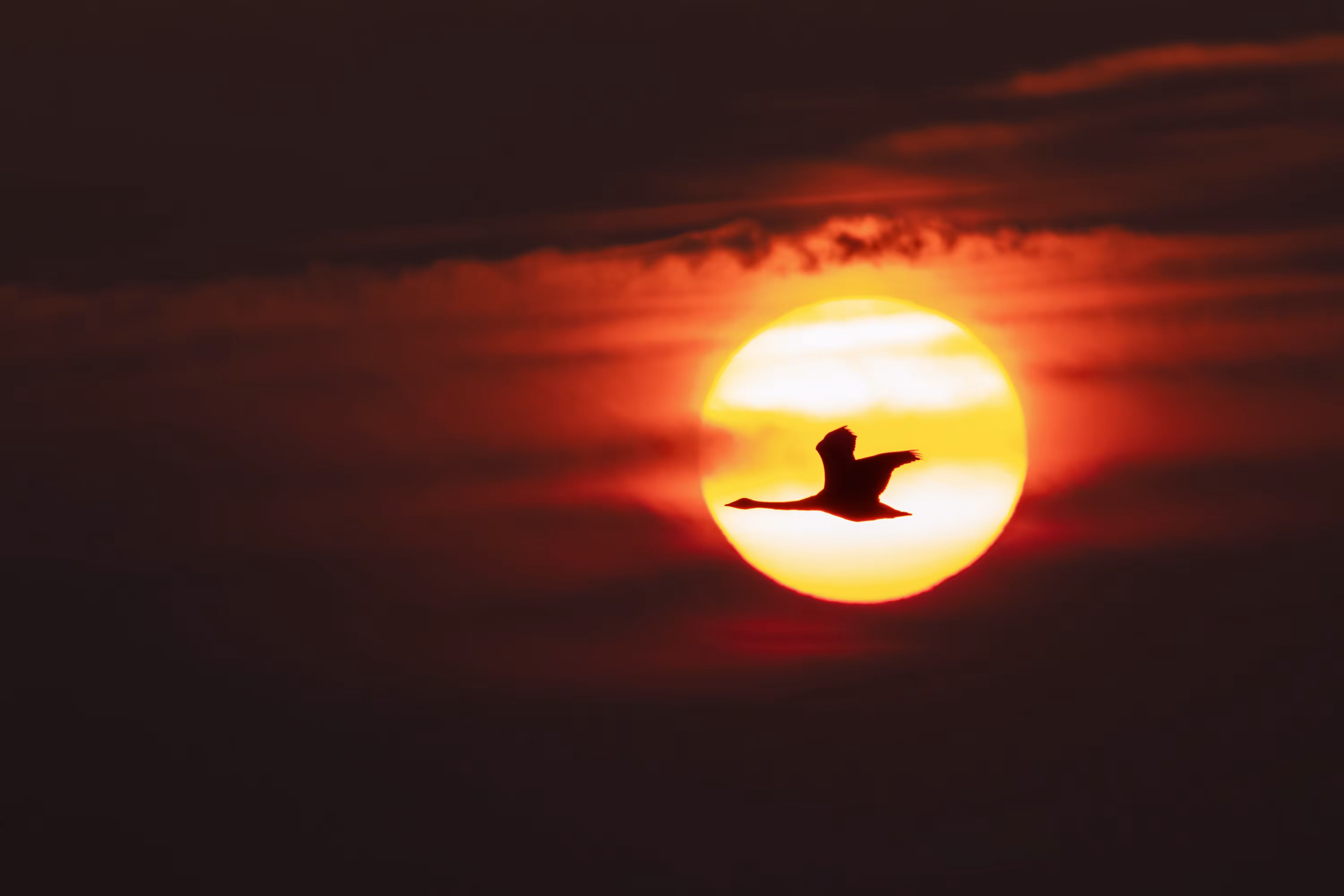 Swan at sunset
