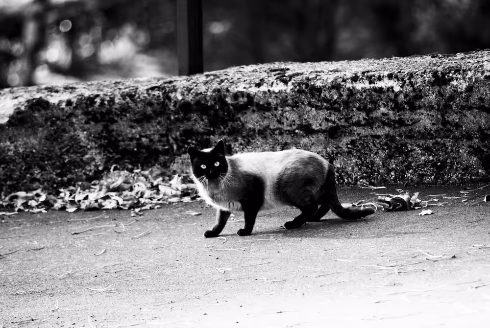 a cute cat (black and white)
