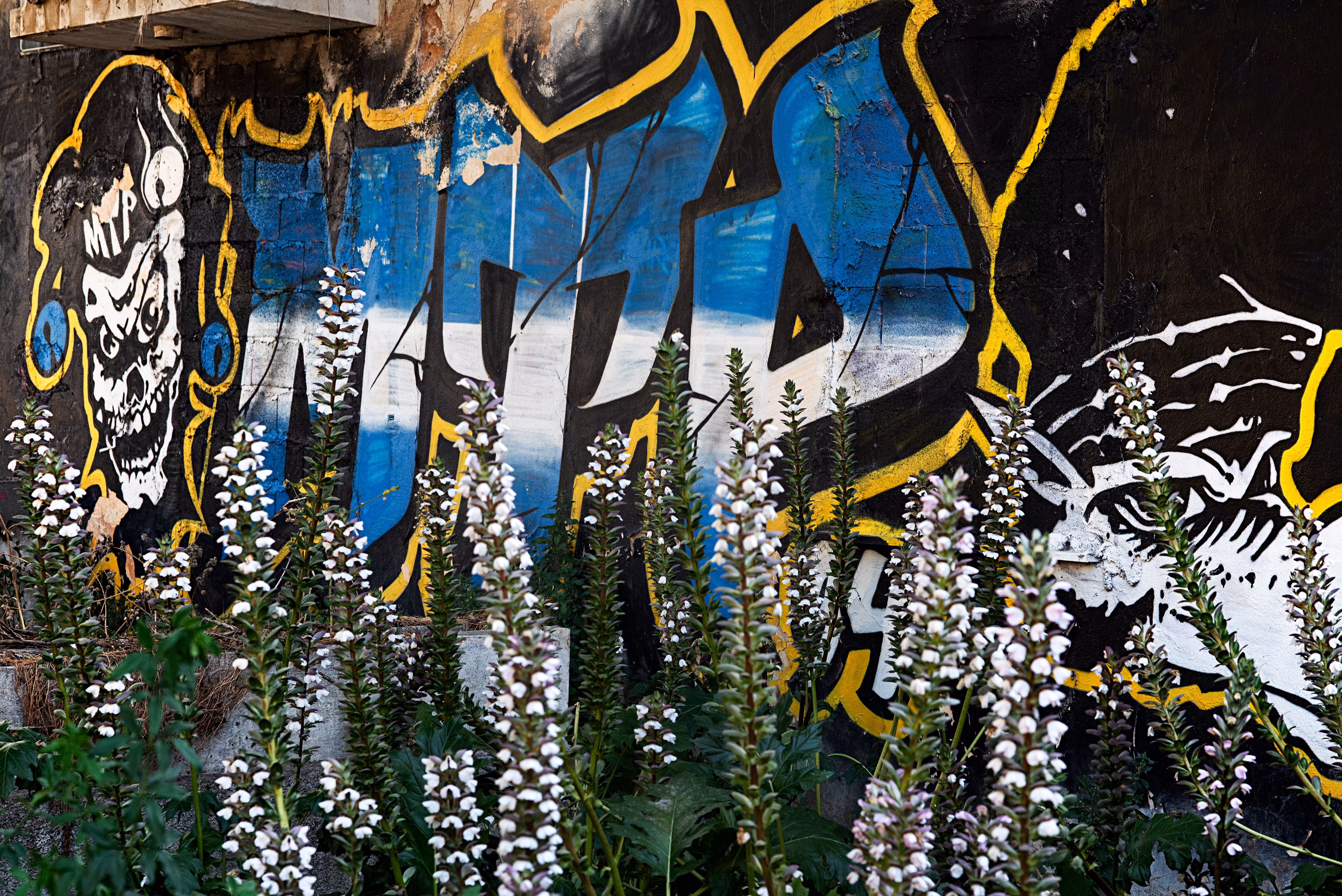 Skull Flowers