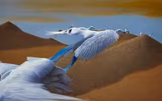 Mechanical Dream Of Flight