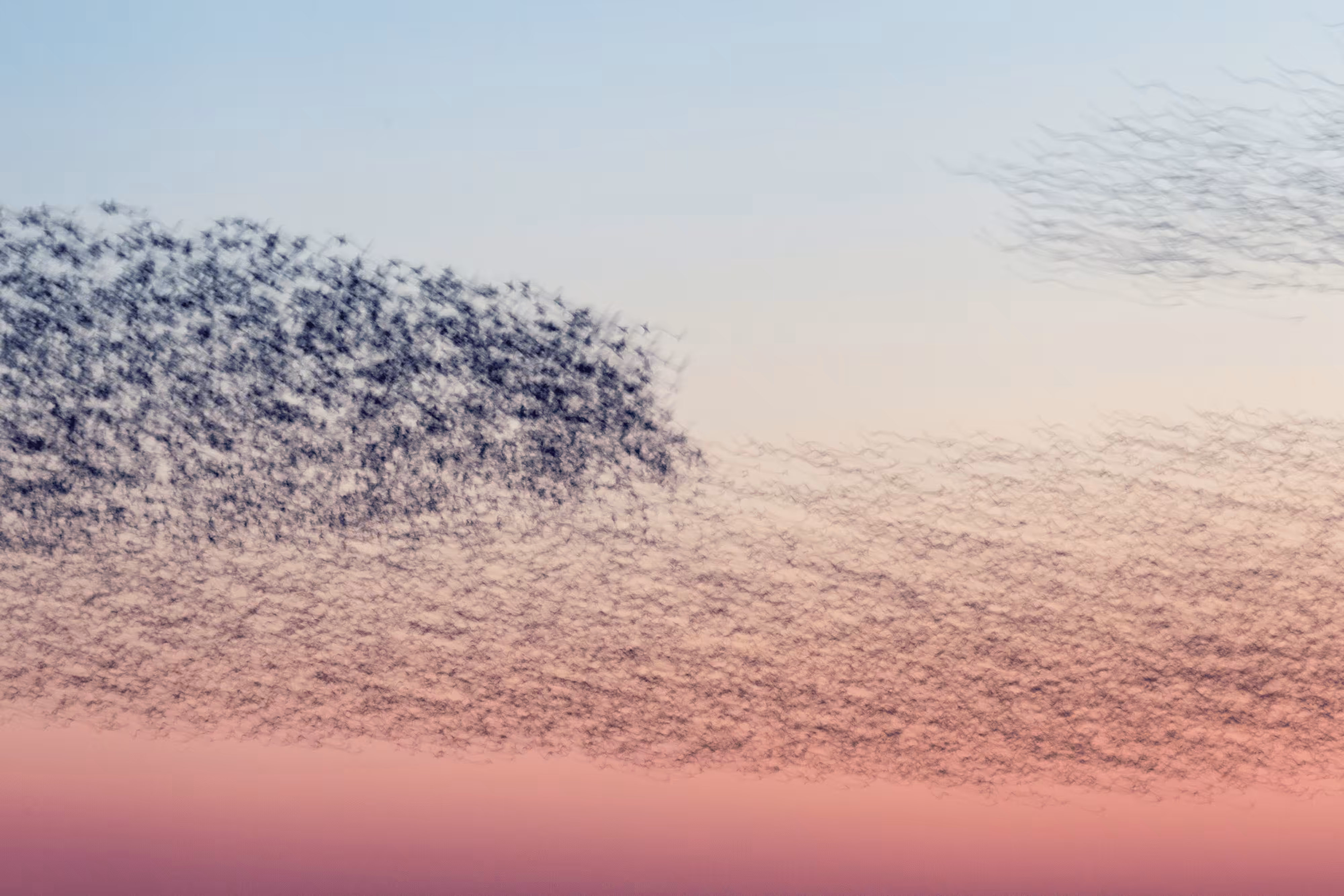 Starling Murmuration Blur