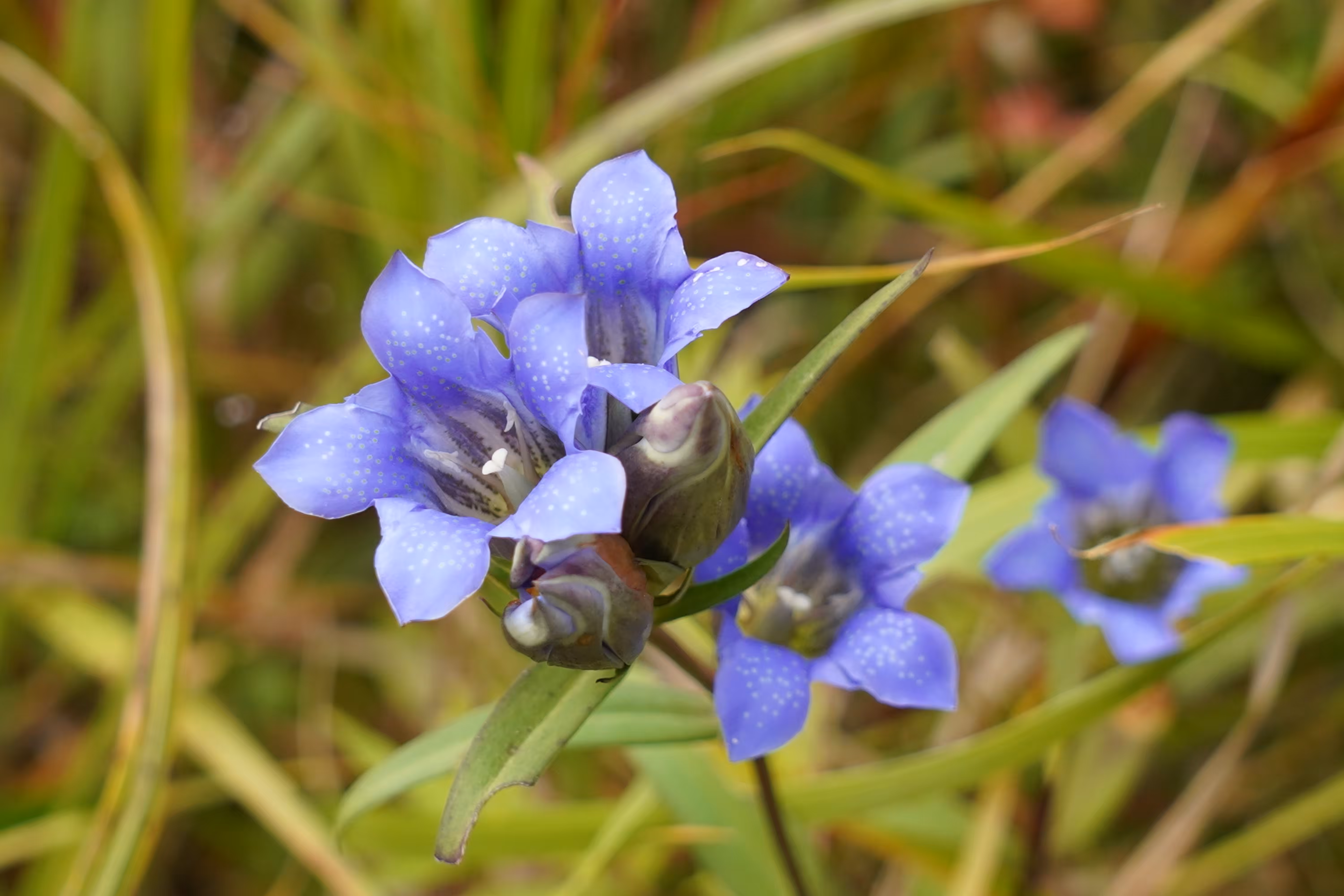 Gentian flower in November