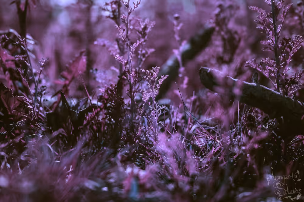 Saplings: Other World