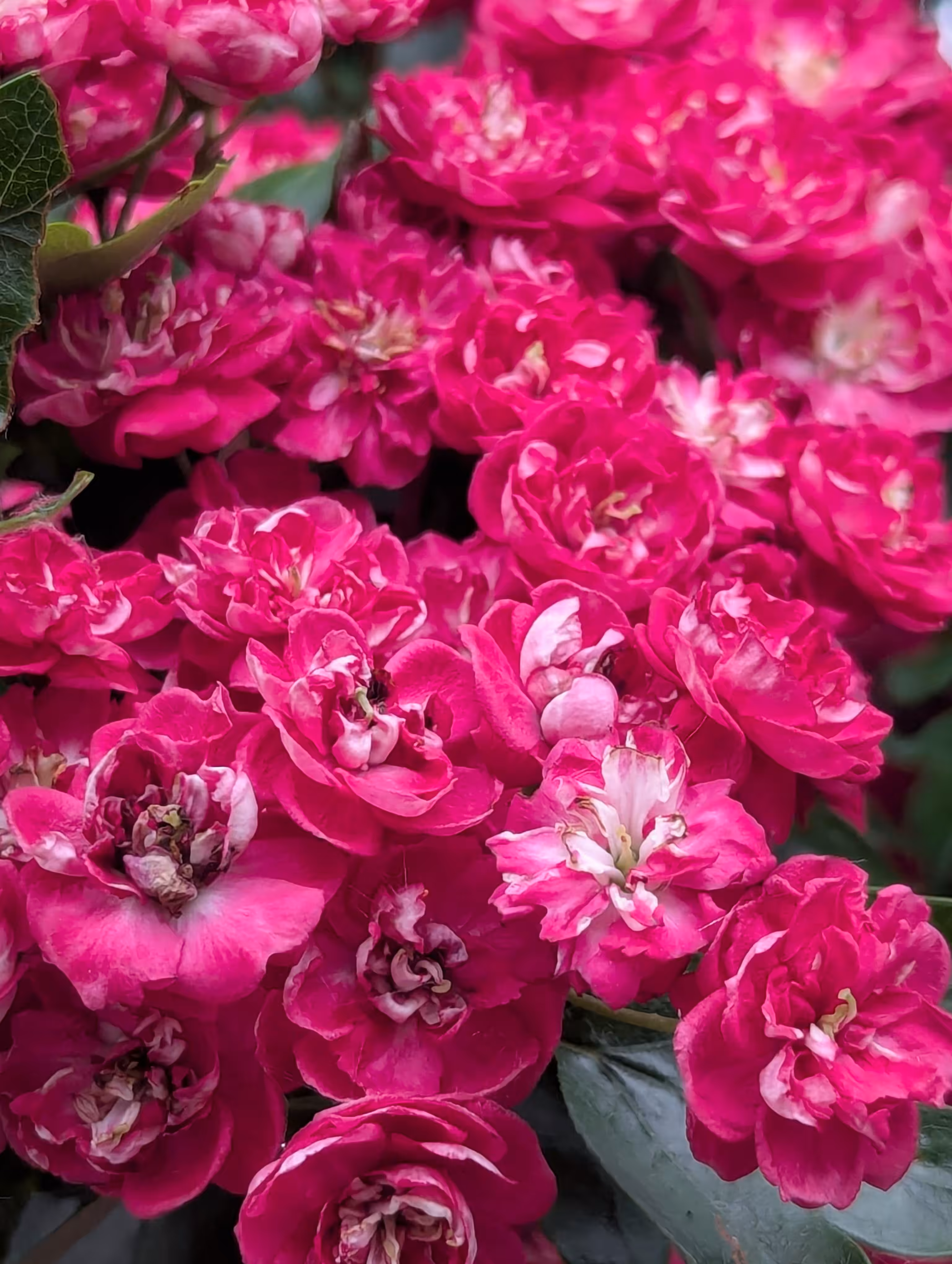 Full pink
