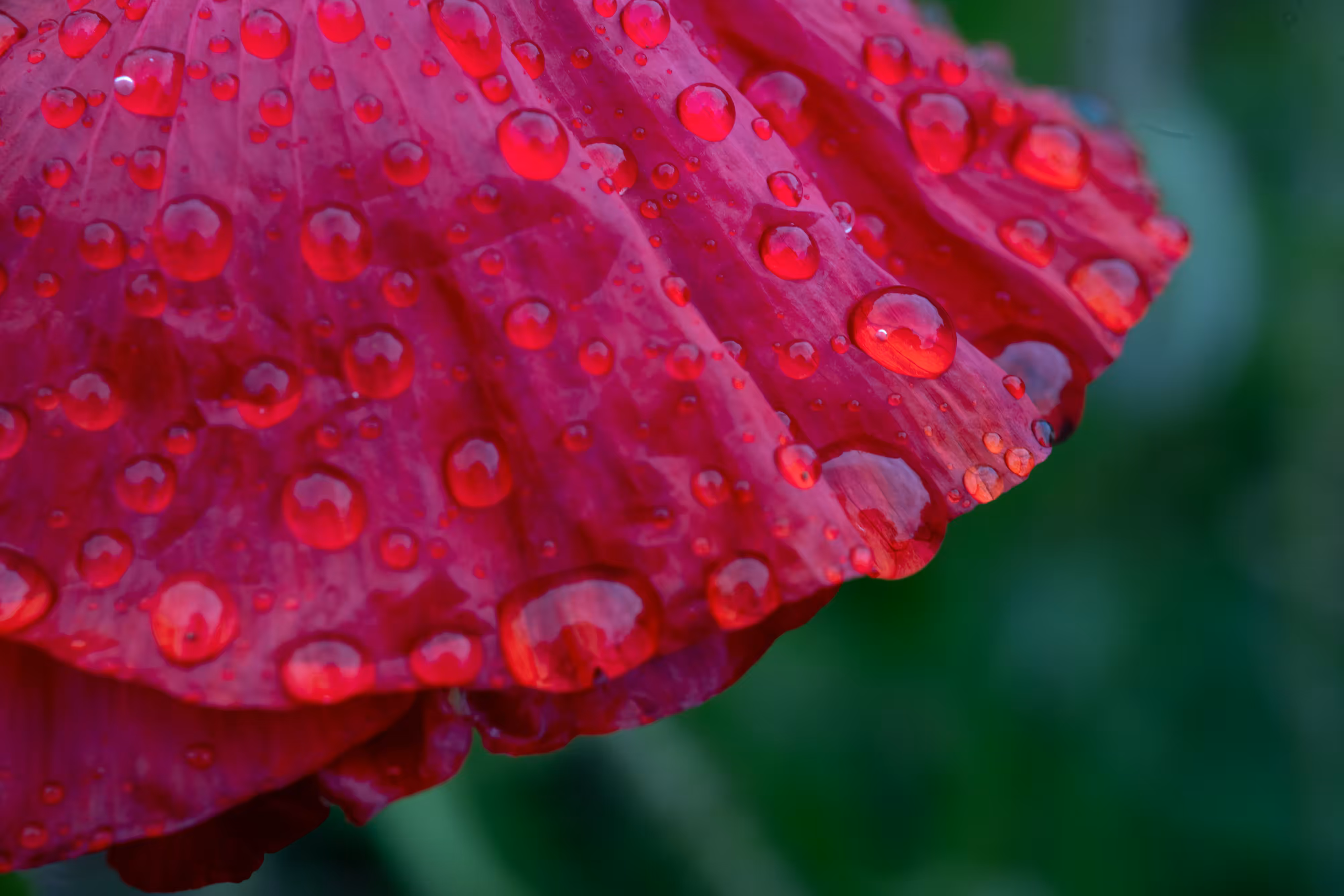 Poppy Skirt