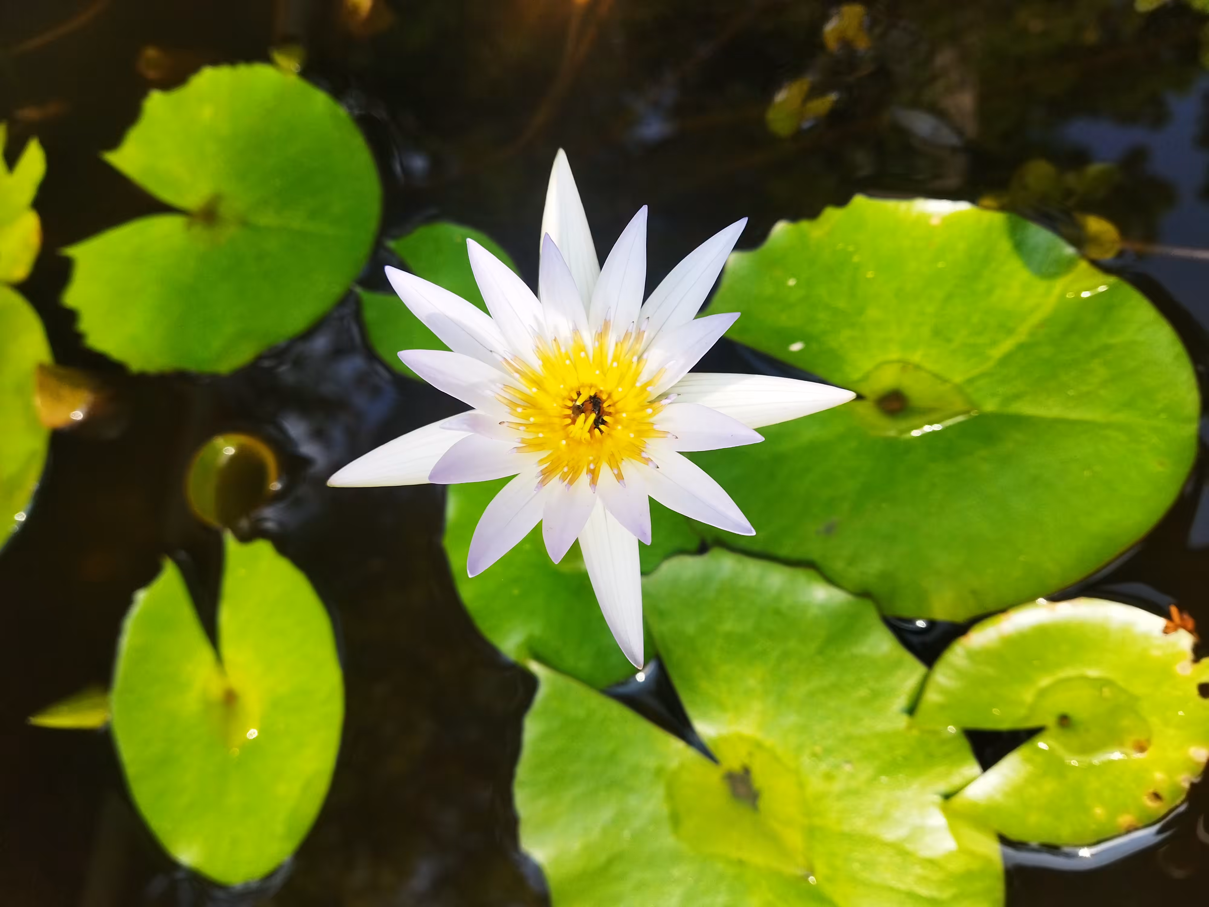 Jewels From The Aquatic World. : Lone Ranger 