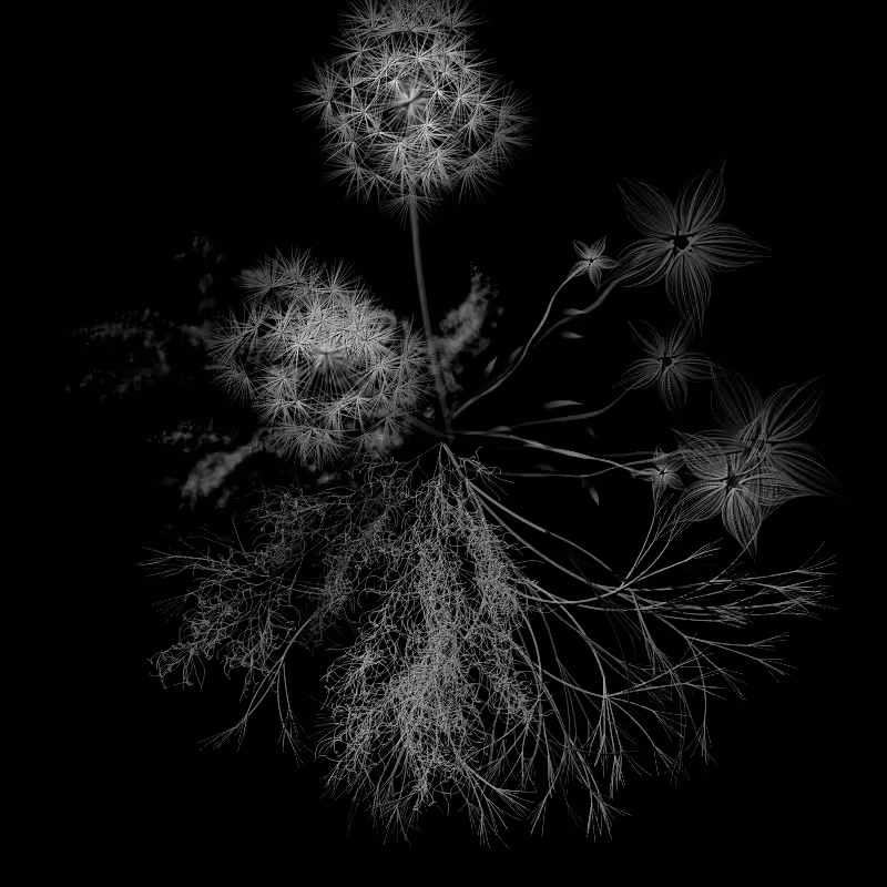 Botanical Ghosts #212
