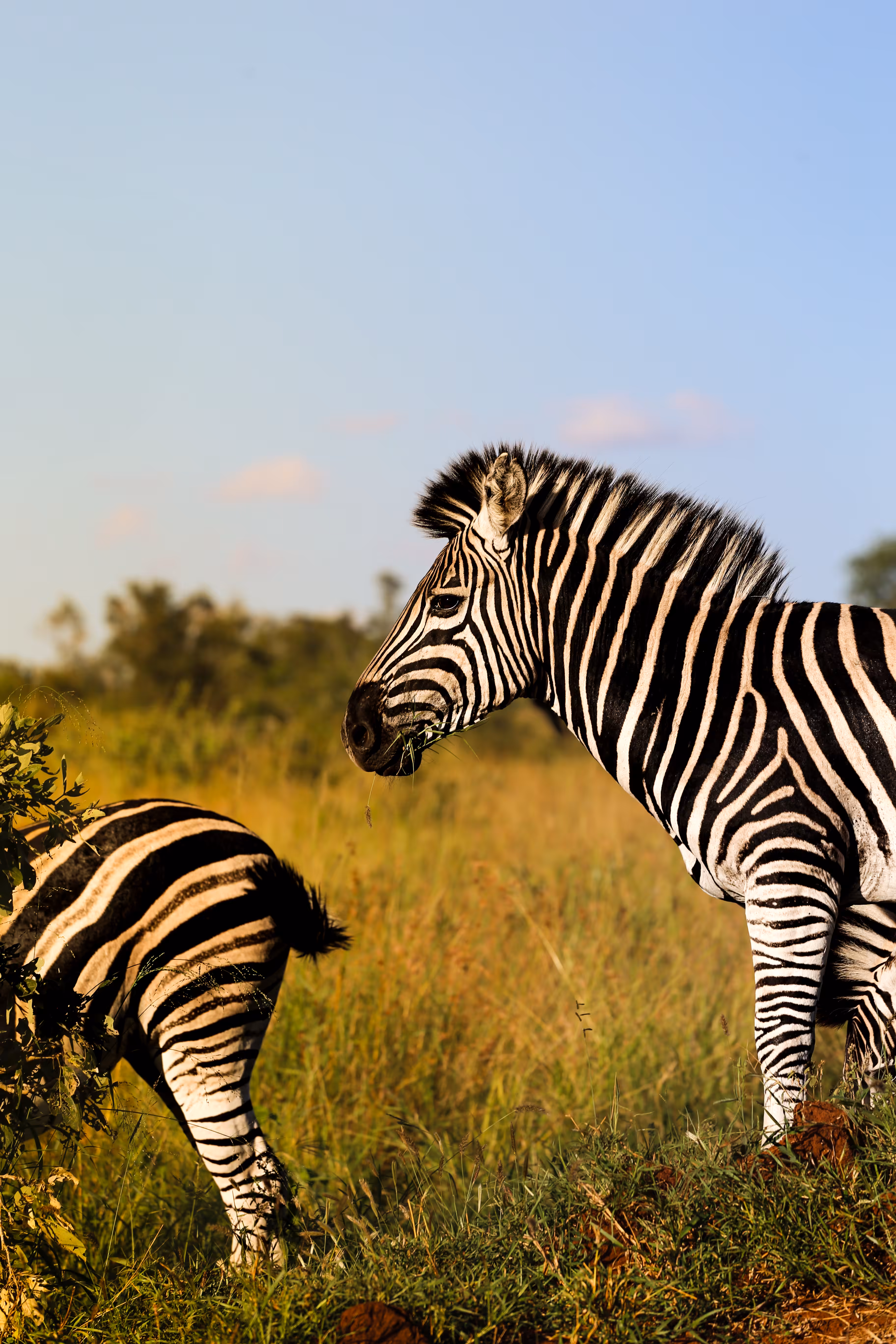 Safari 7