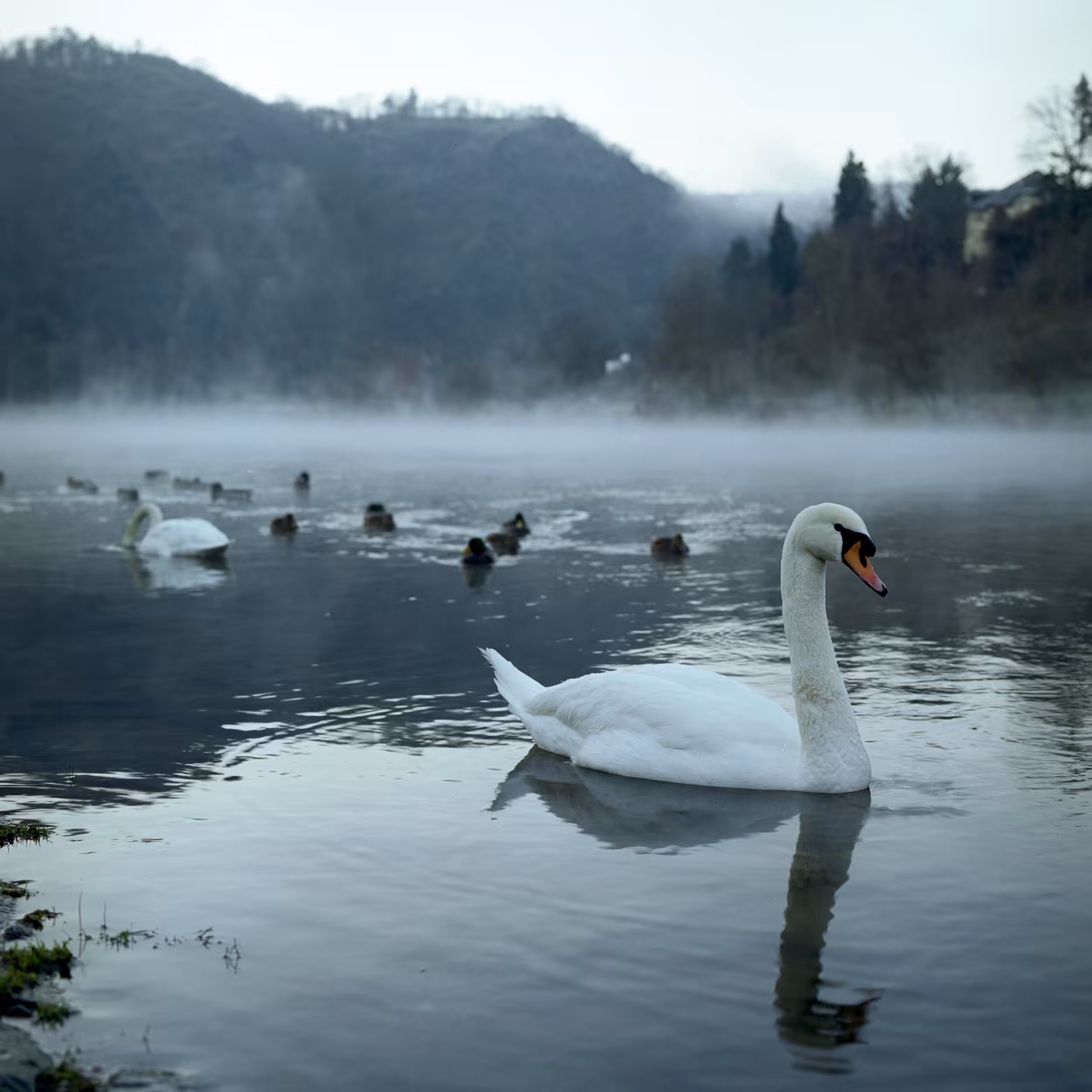 Foggy morning with birds