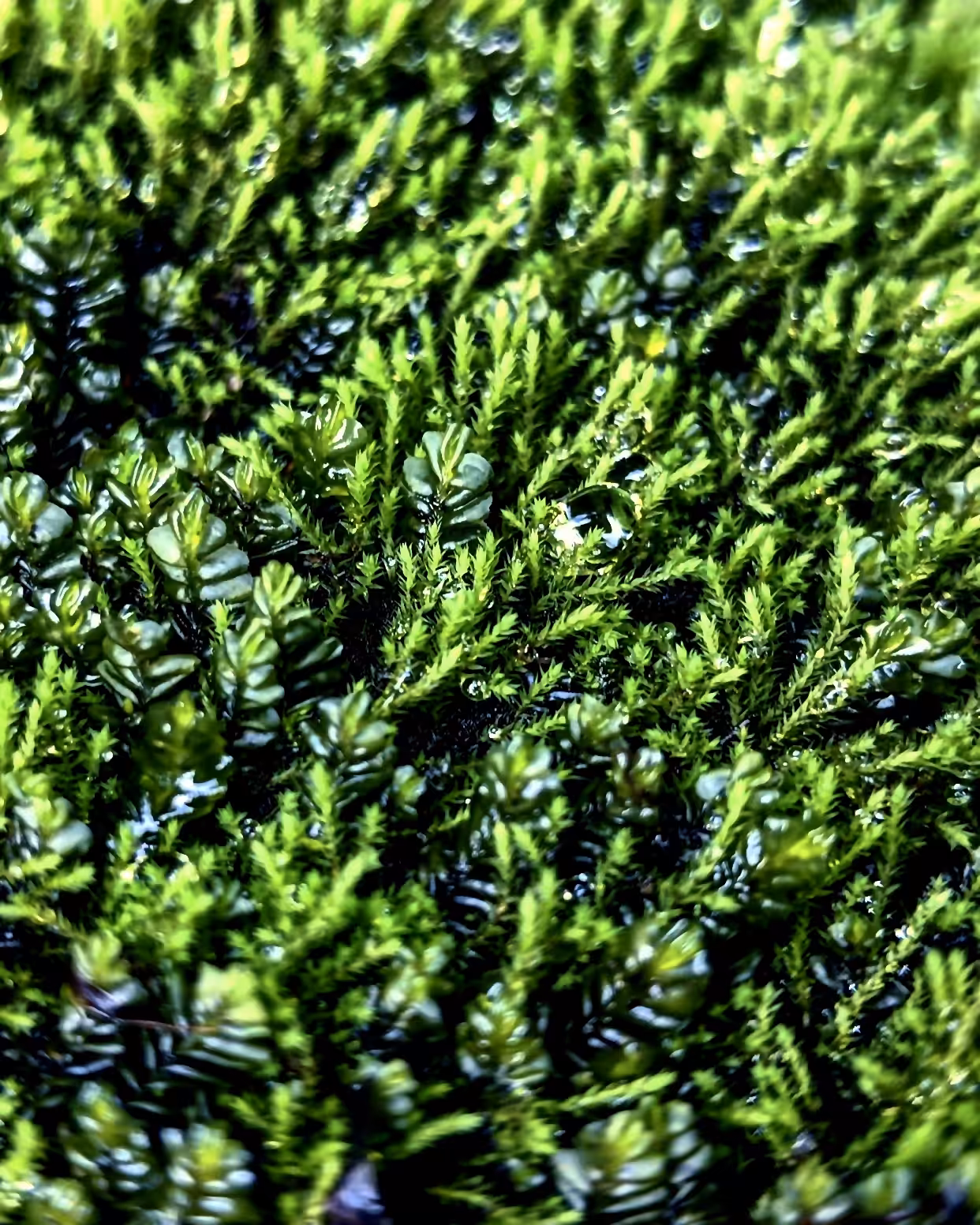 some moss 1