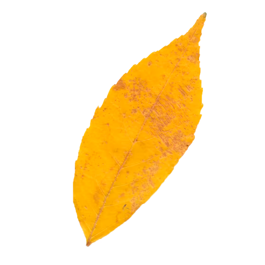 falling leaf #1