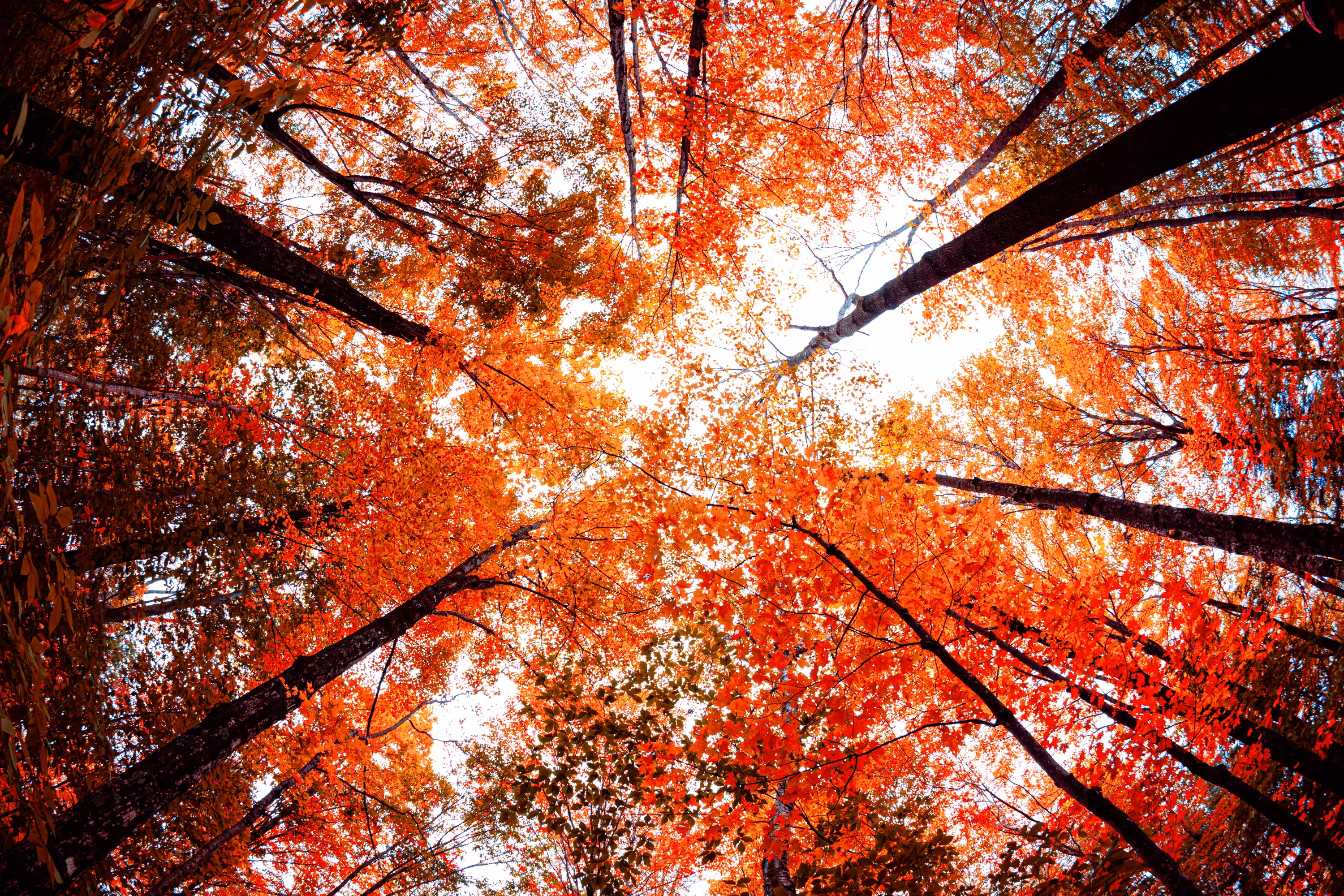 Don't Forget to Look Up
