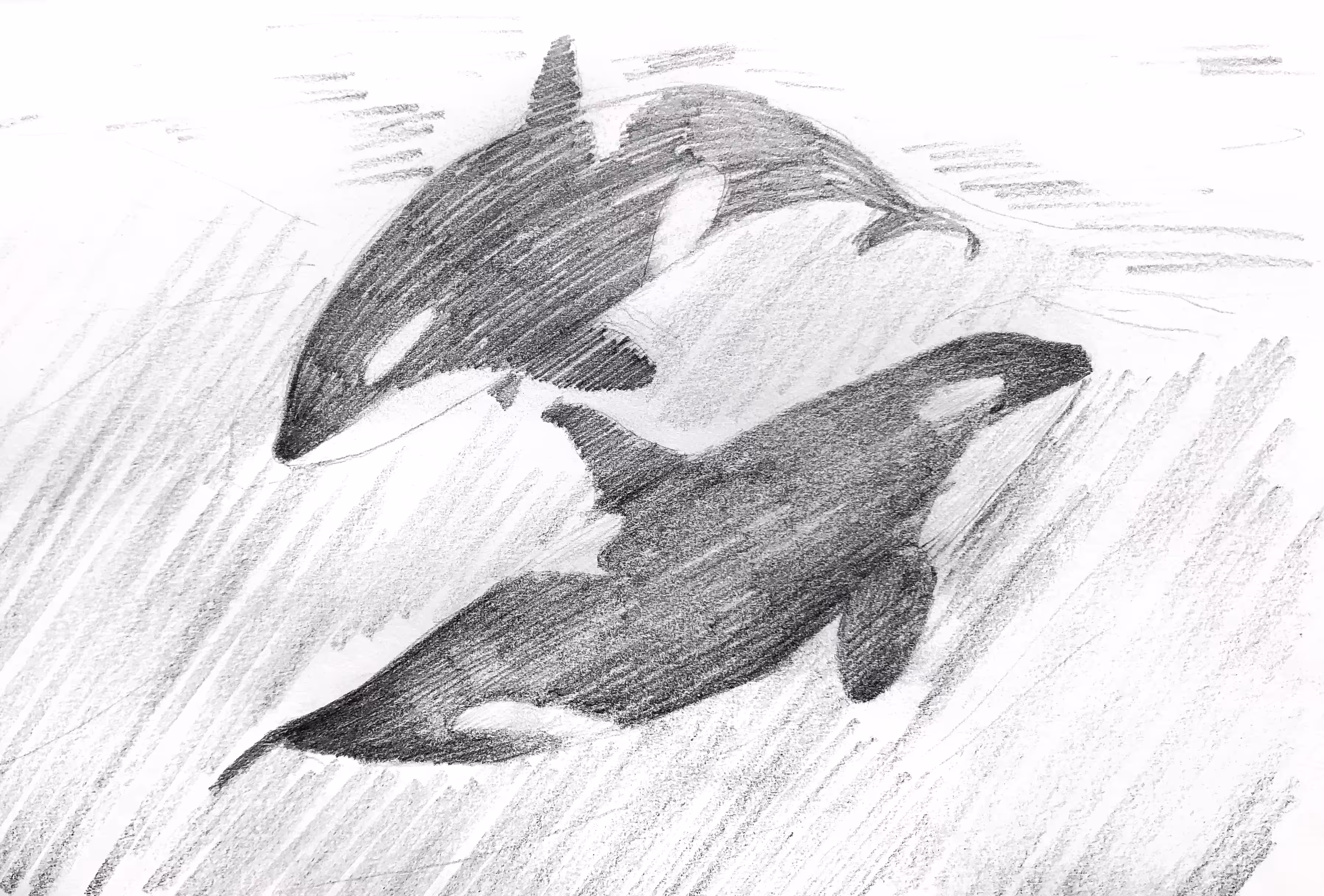 Sketch of Two Orcas