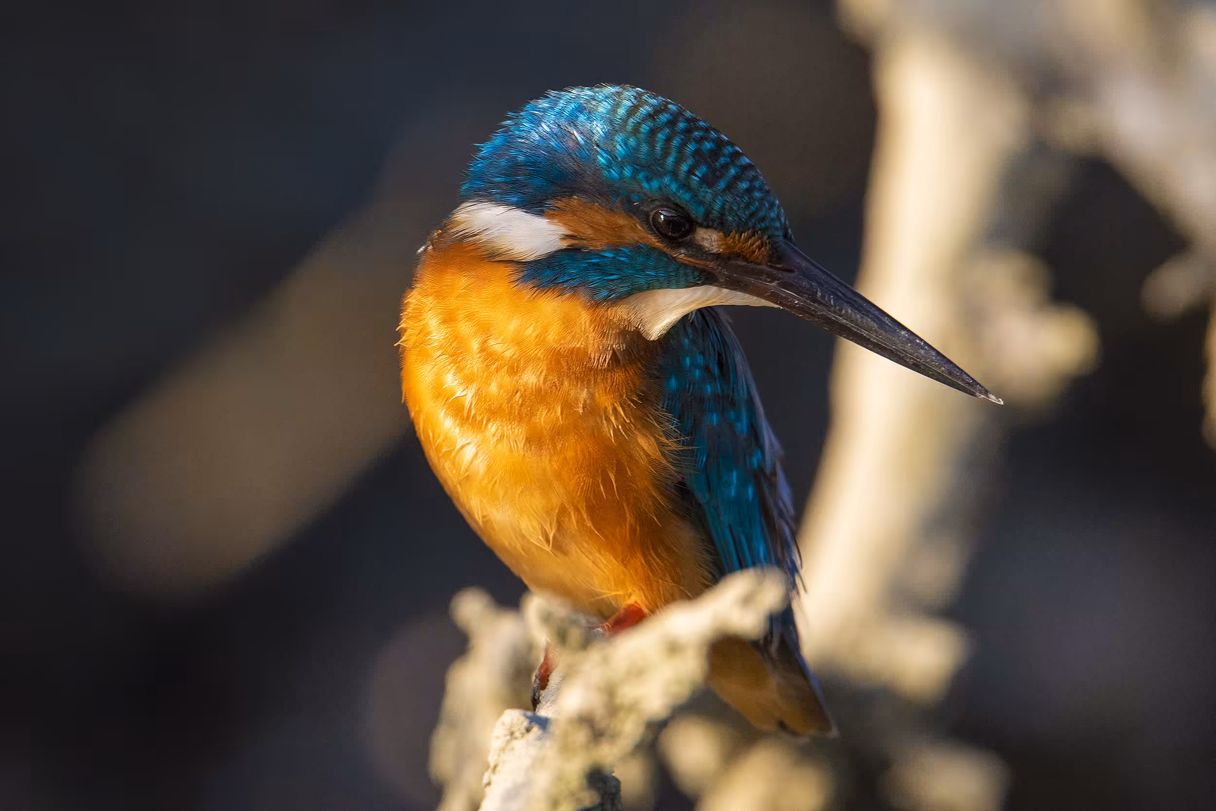 king fisher#2(photo)