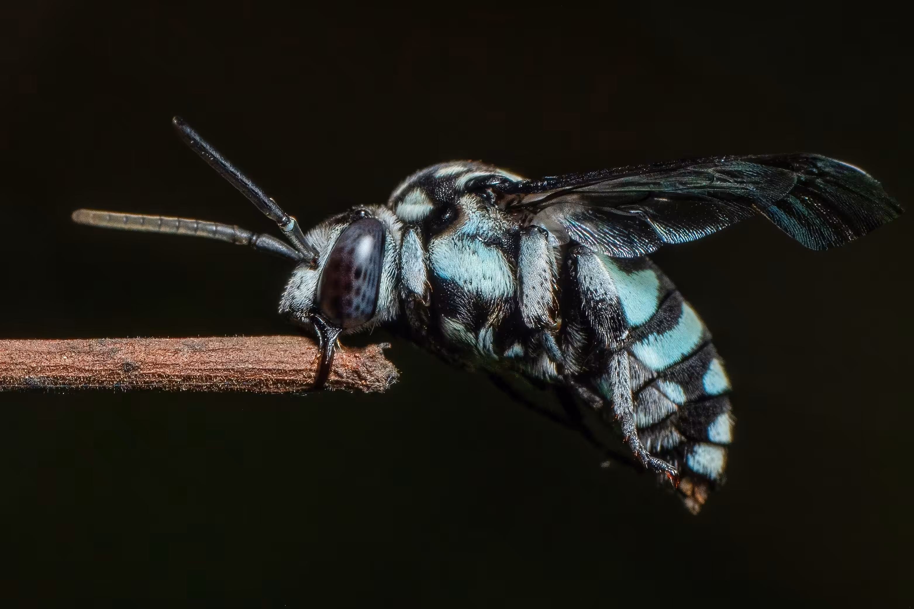 Neon Cuckoo Bee