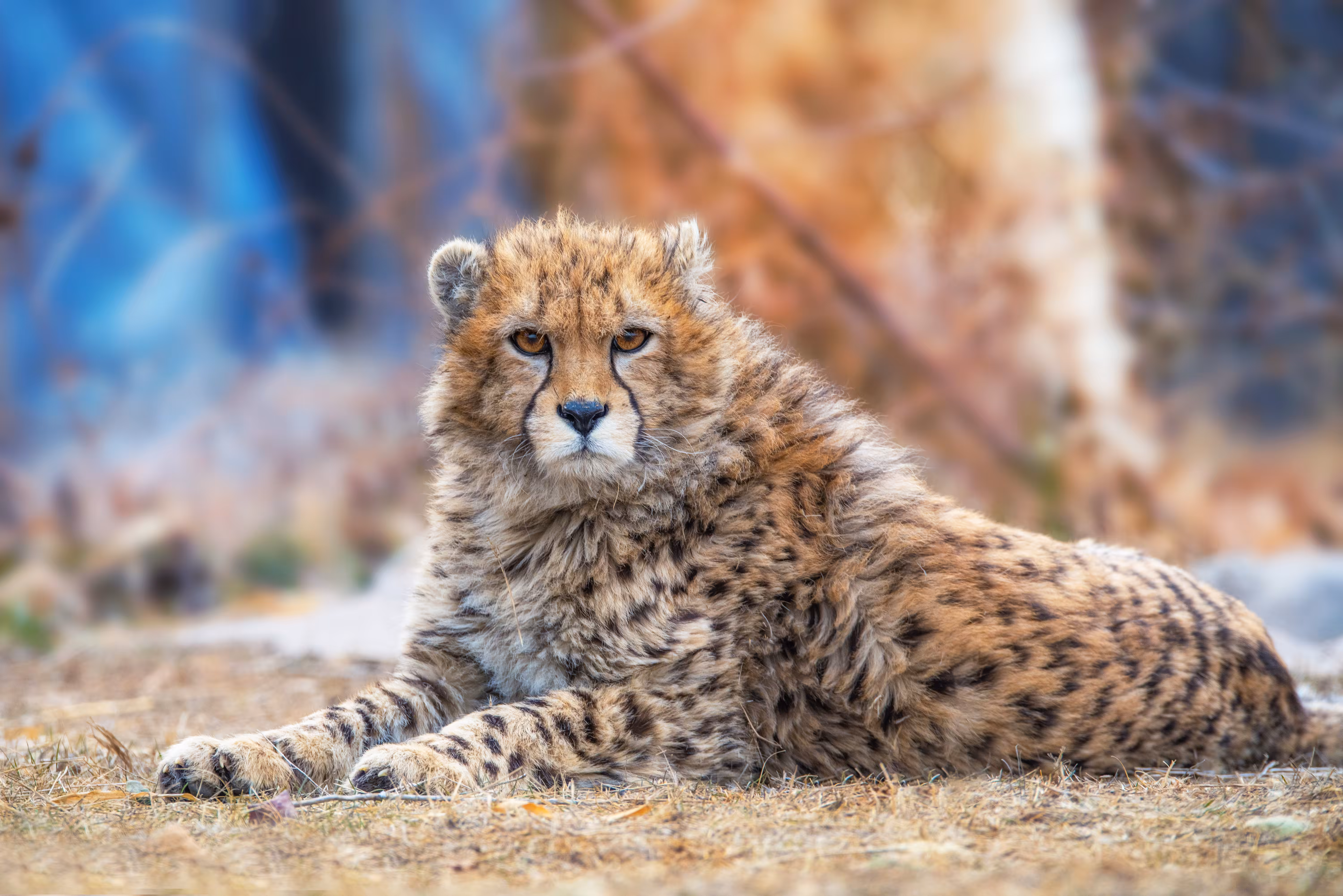 Pirouz (Persian Cheetah)