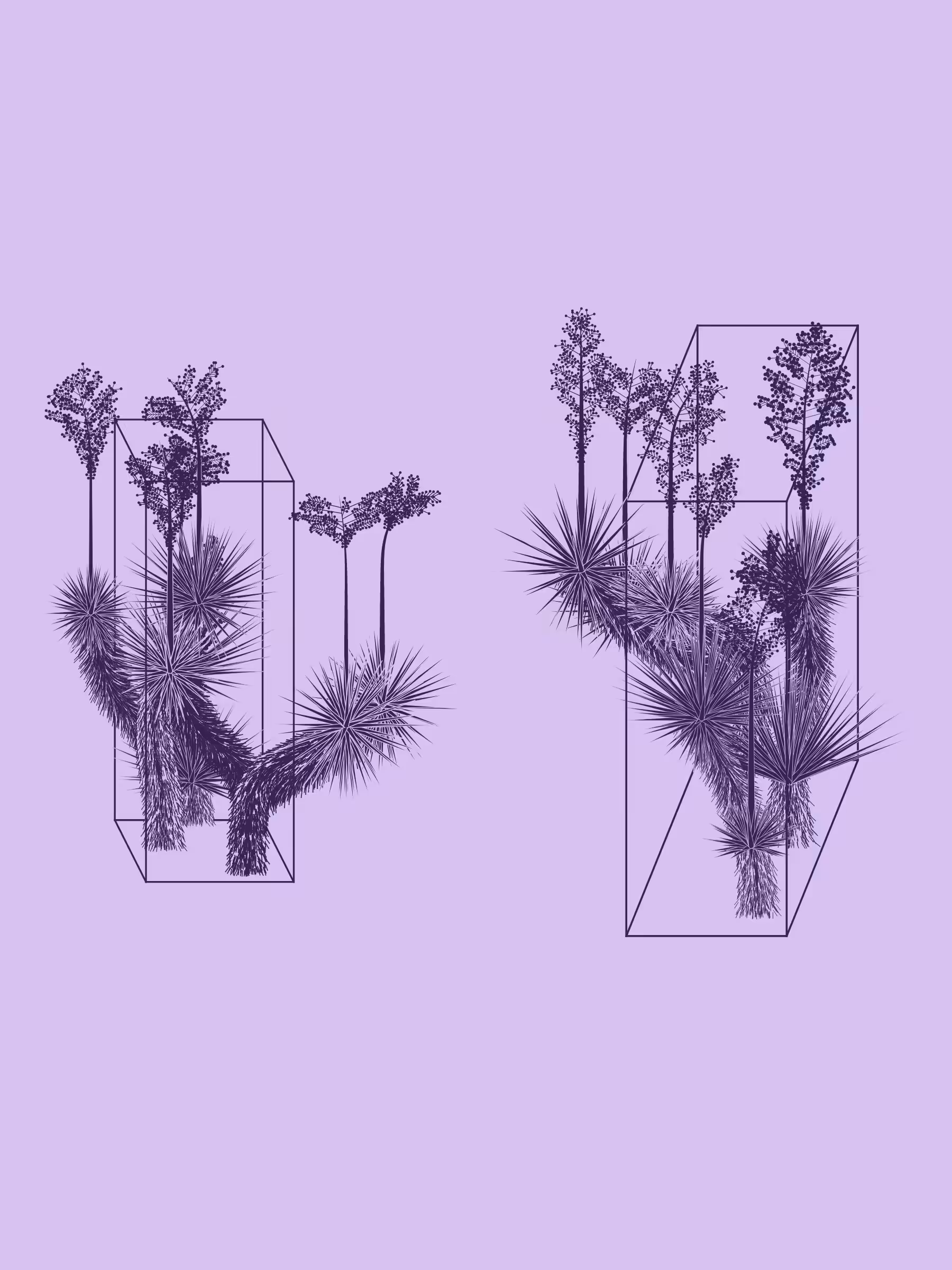 Marfa Yucca #246