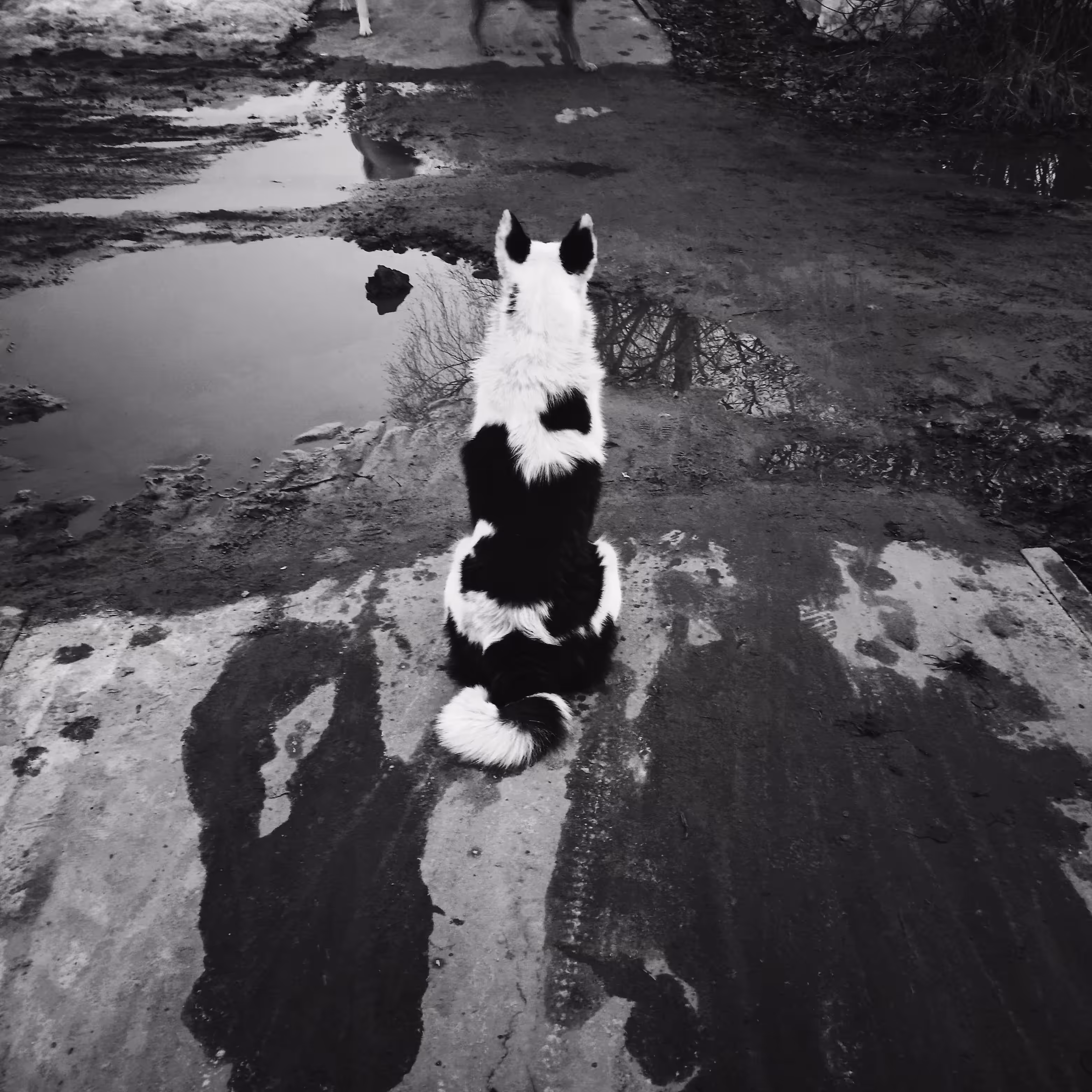 Dogs