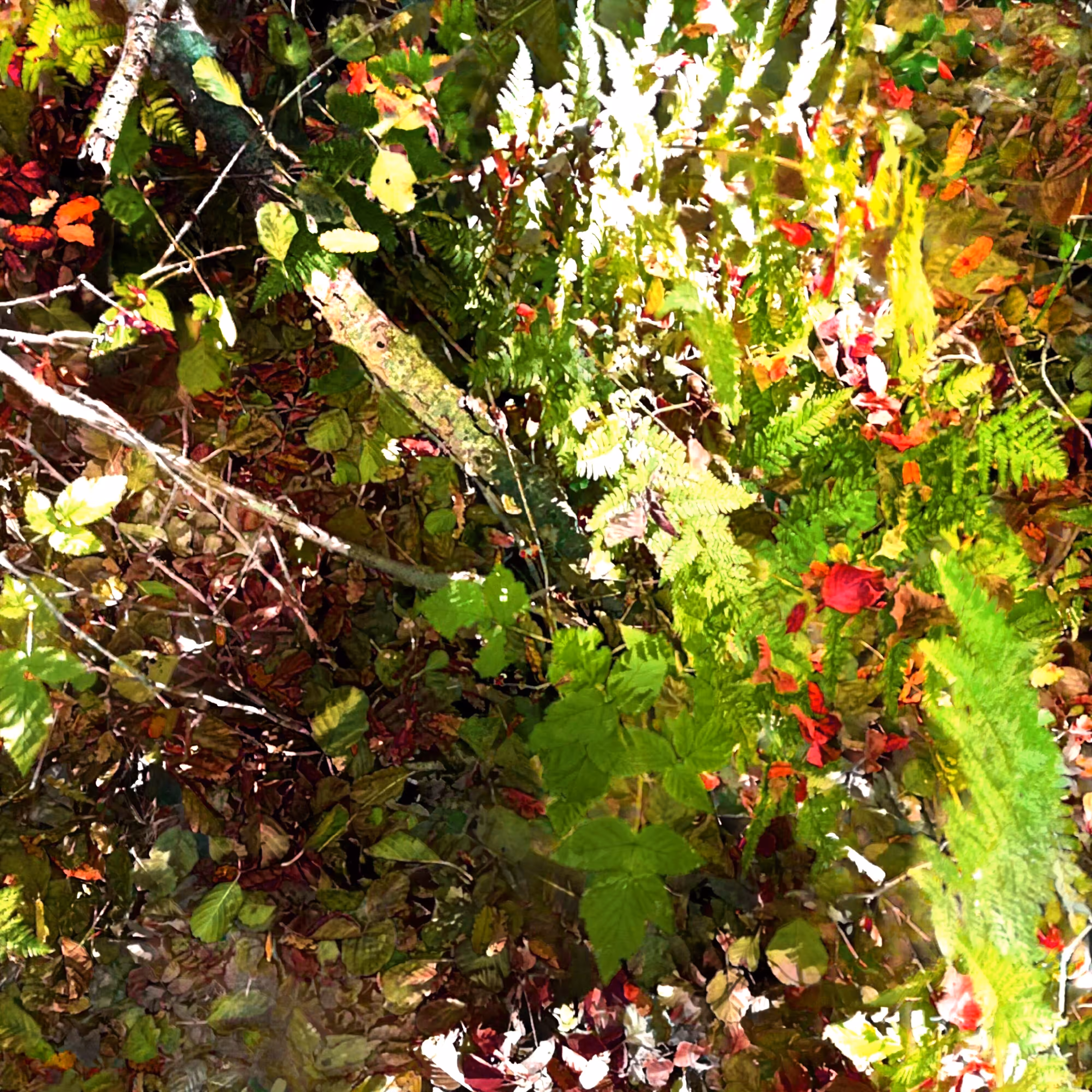Autonomous Forest Plots: Plot u329hvjg4