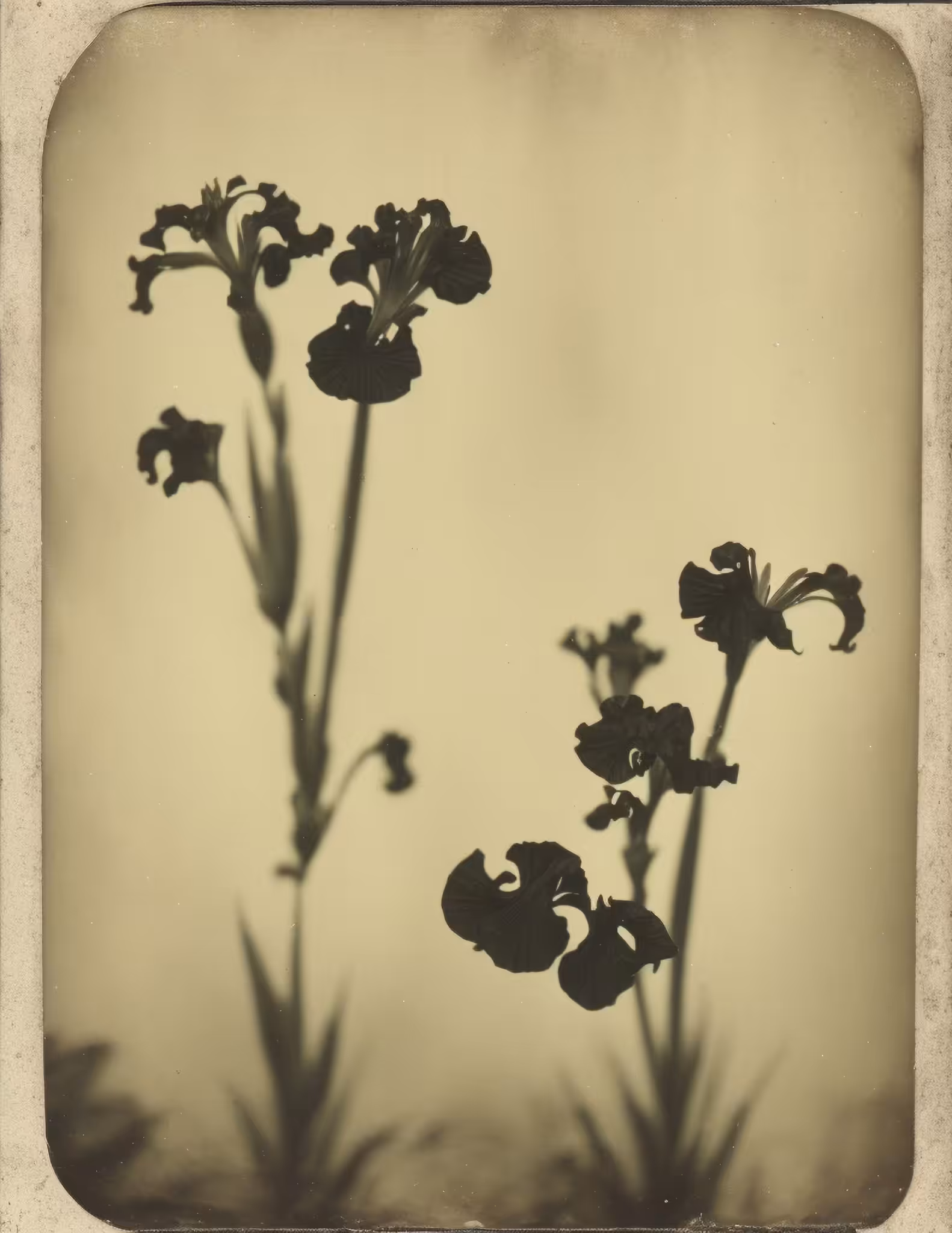 Iris, Albumen Print (mounted on card), 1879