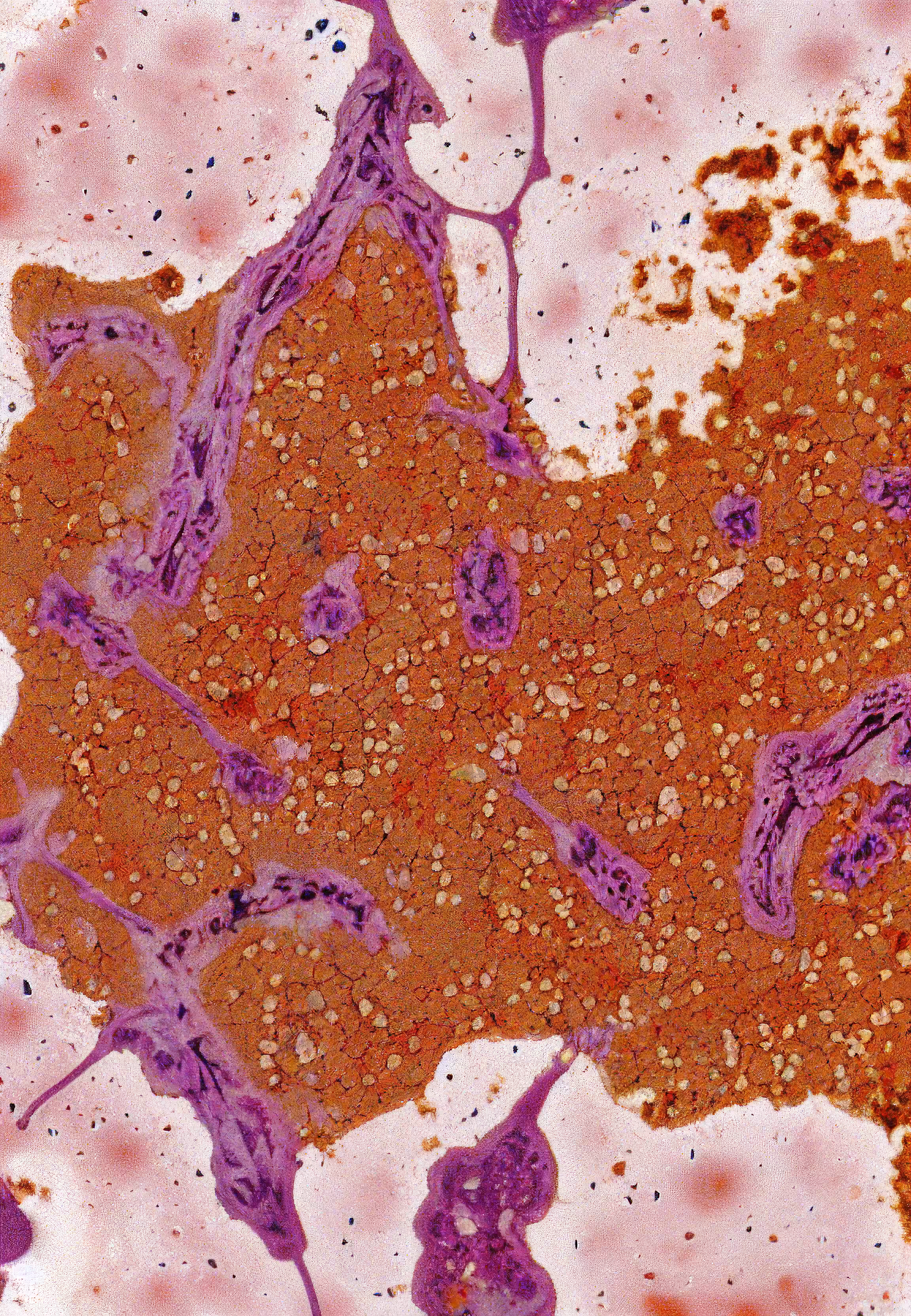Histologia In Silico #134