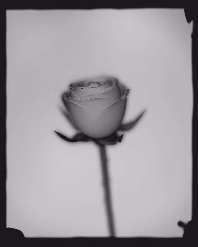 Rose 1851 #69