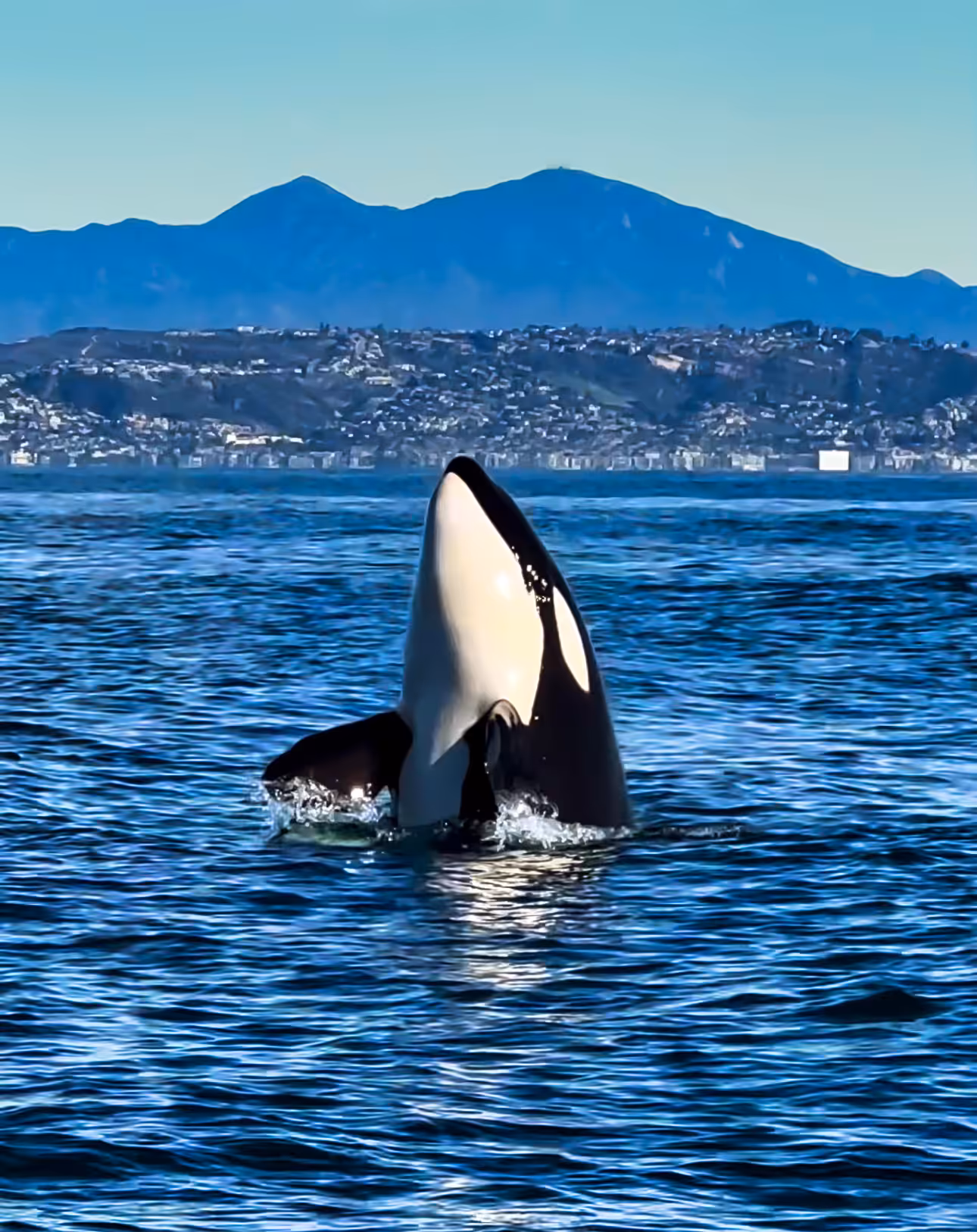 Free Willy