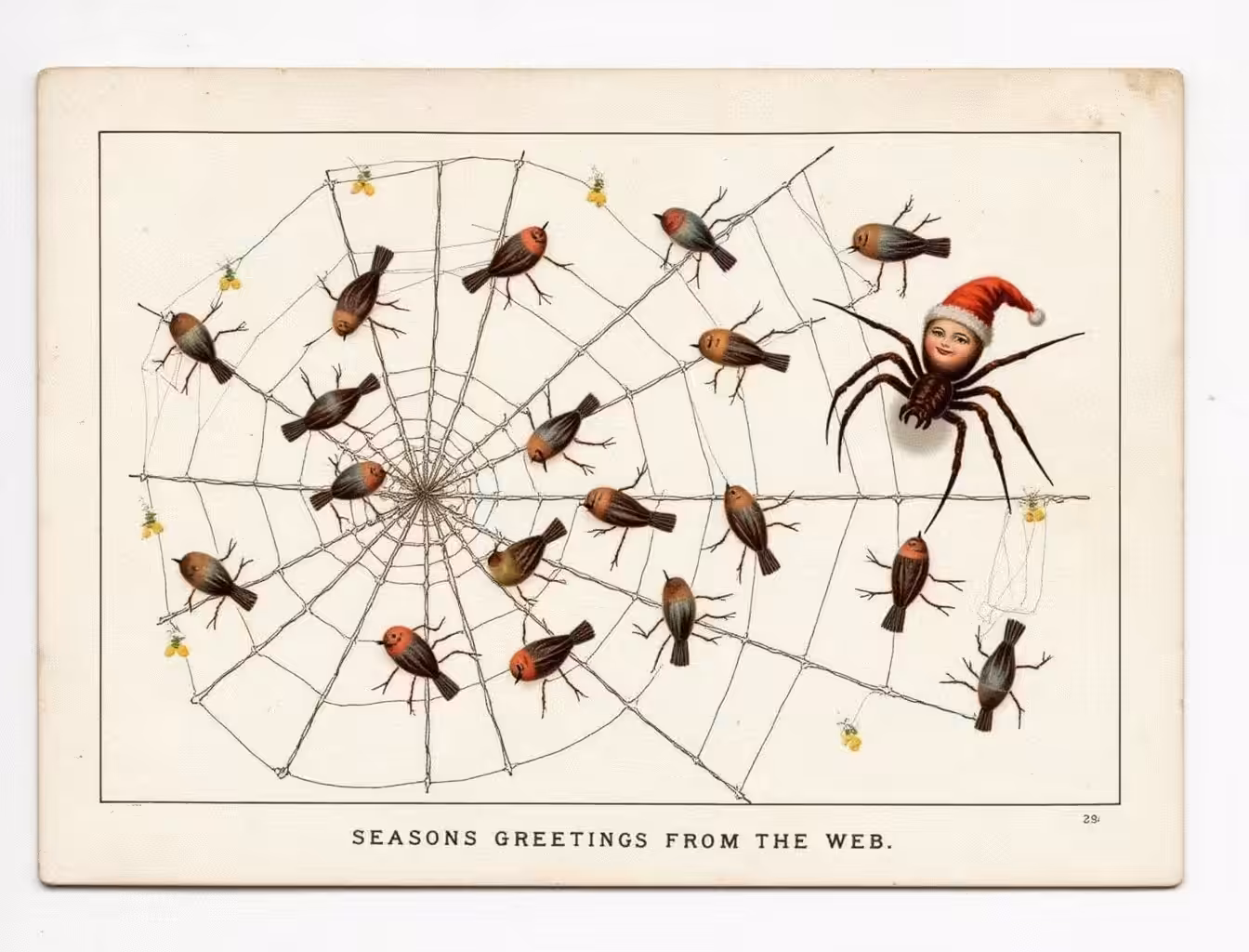 collector's trash postcard 🕷️🕸️
