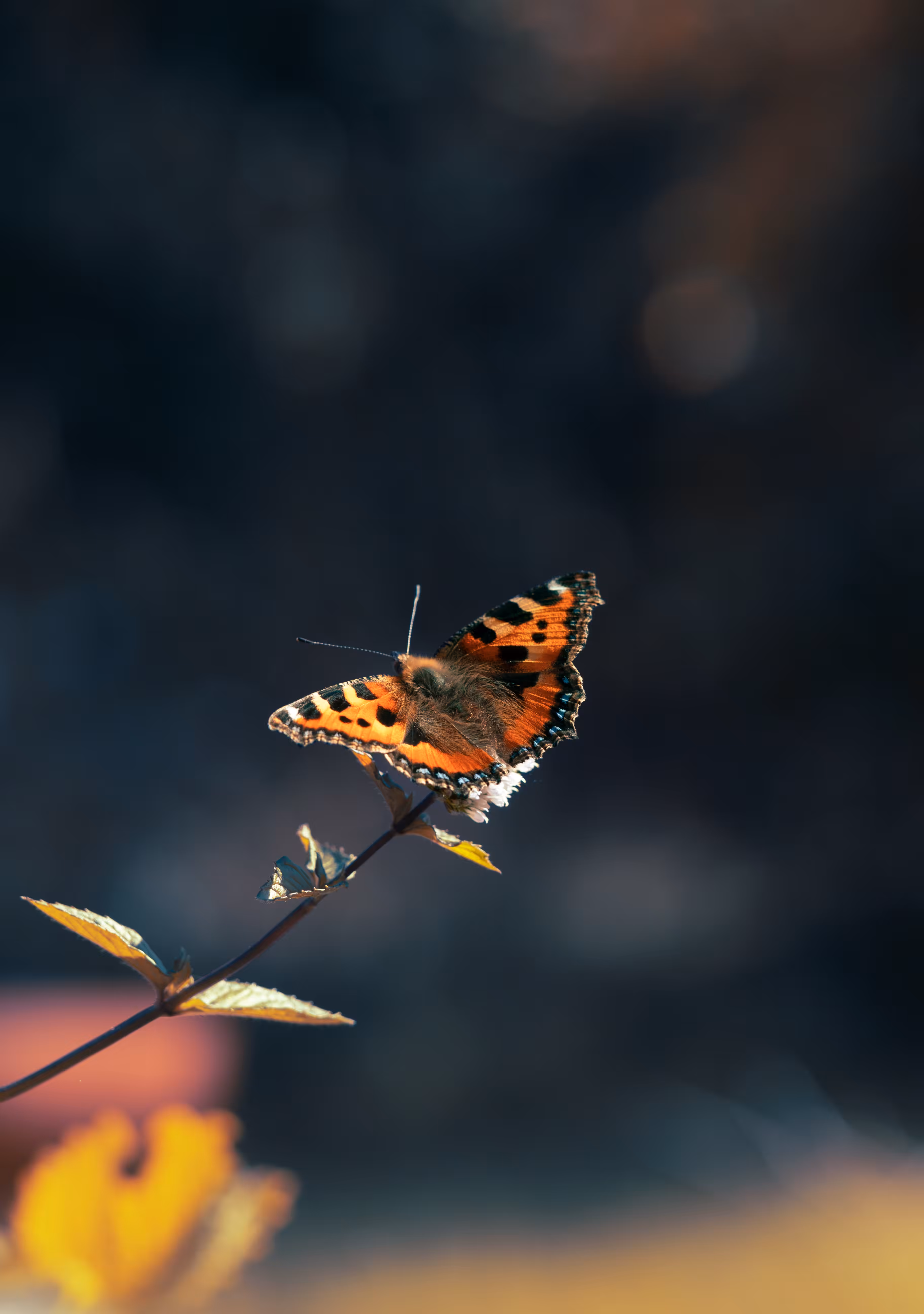 butterfly Mint 