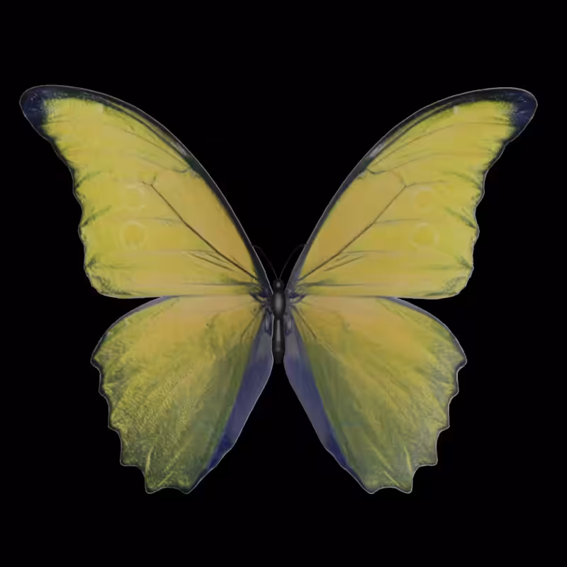 Butterfly #3