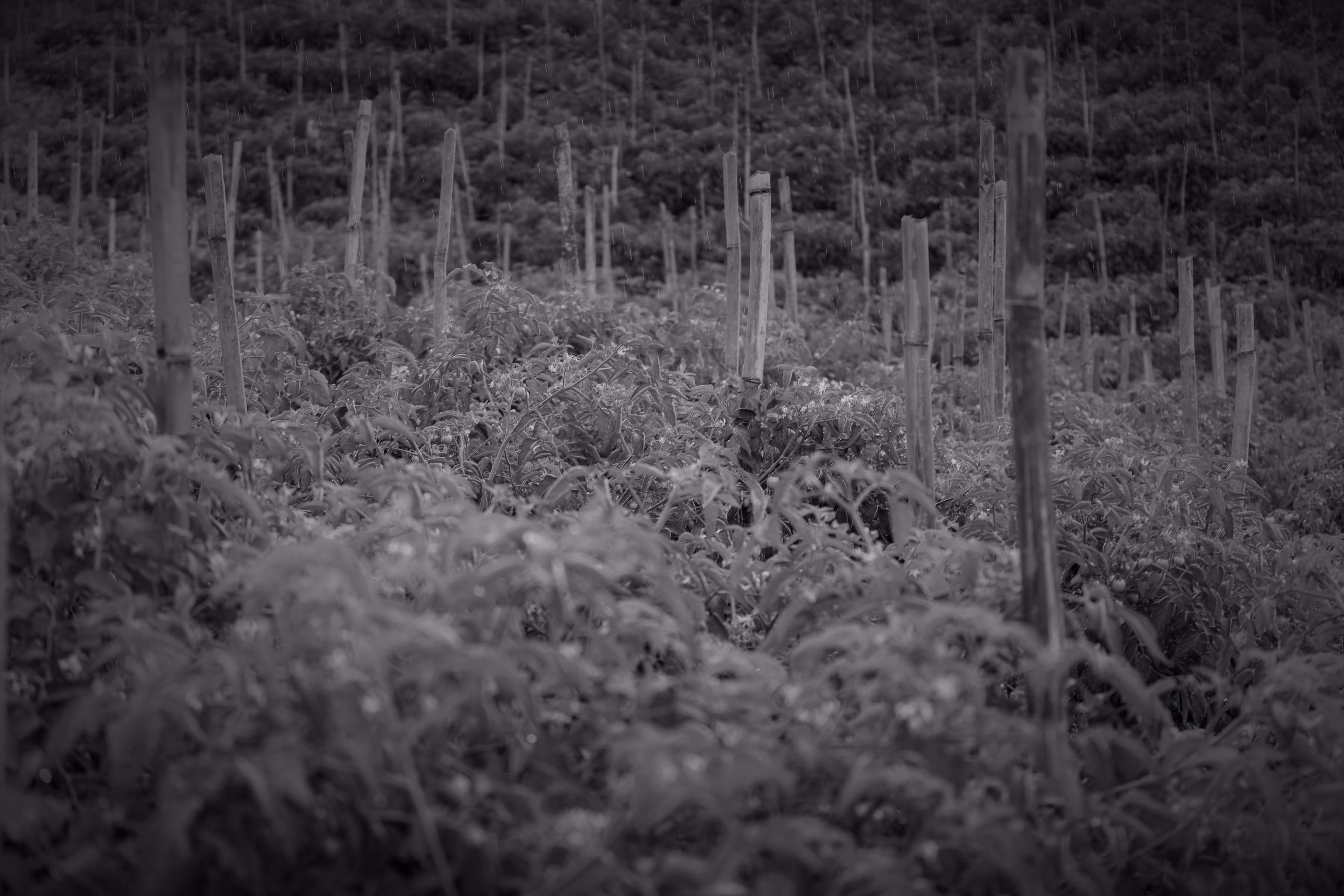 "The Fields of Grey Visual 13" Taking Chances