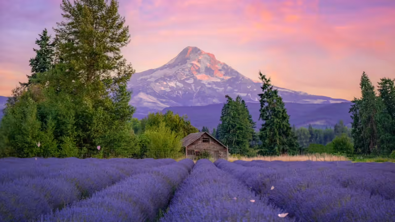 Lavender Sunsets 