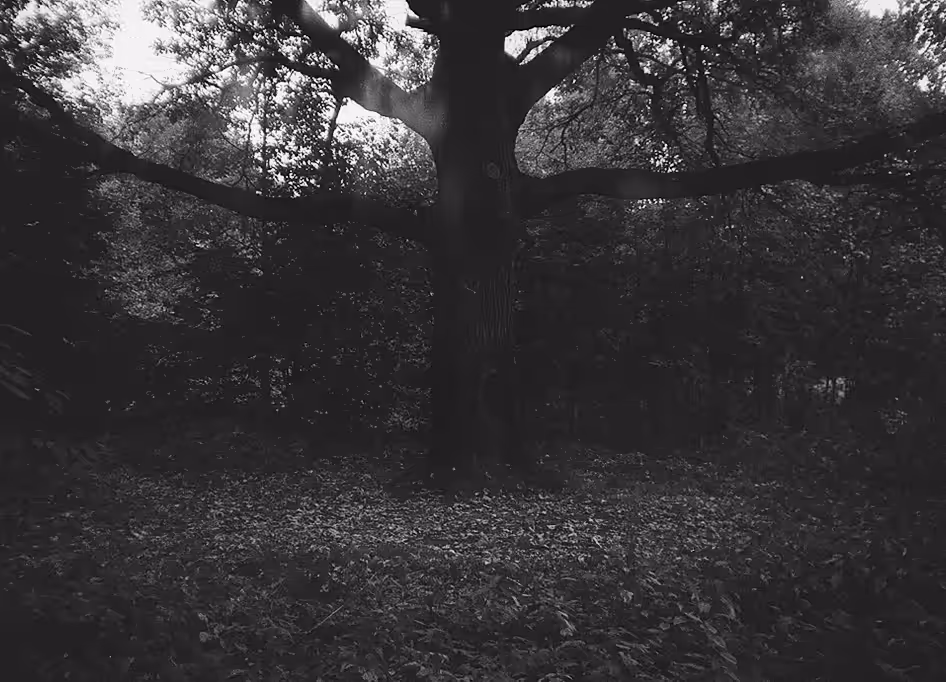 Oak