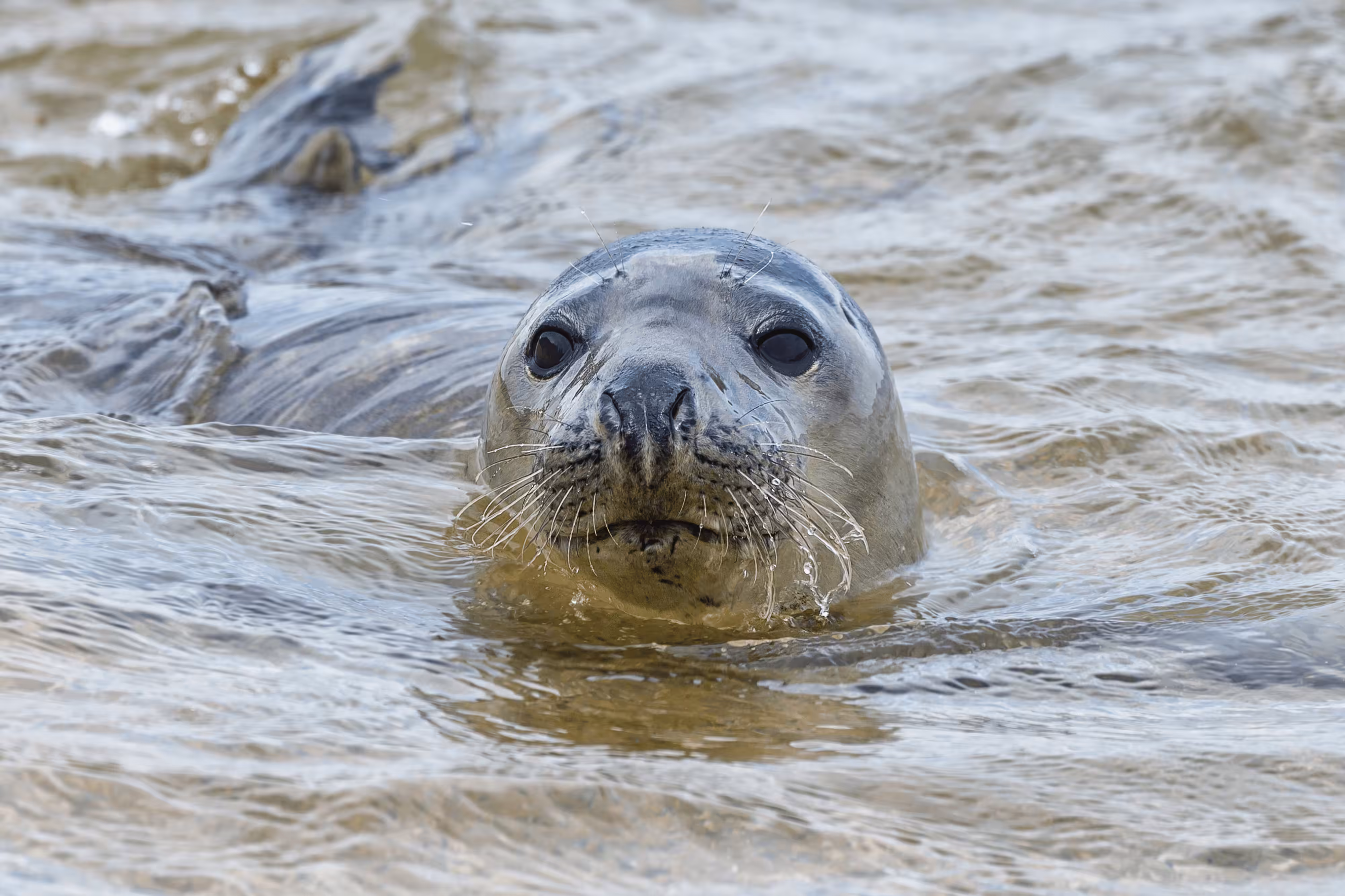 Harbour Seal