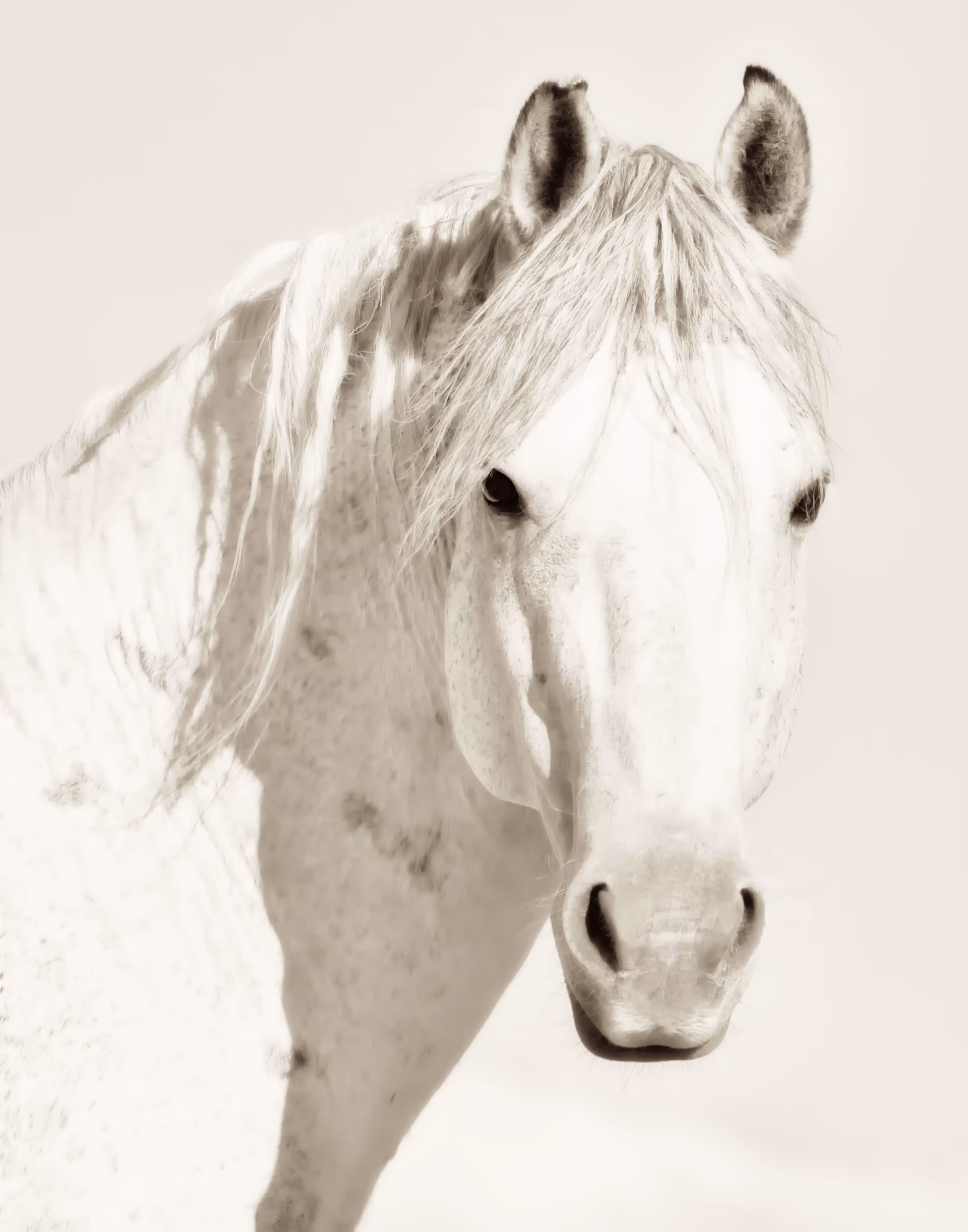 Rare and Wild | Kat Livengood | Wild Horses