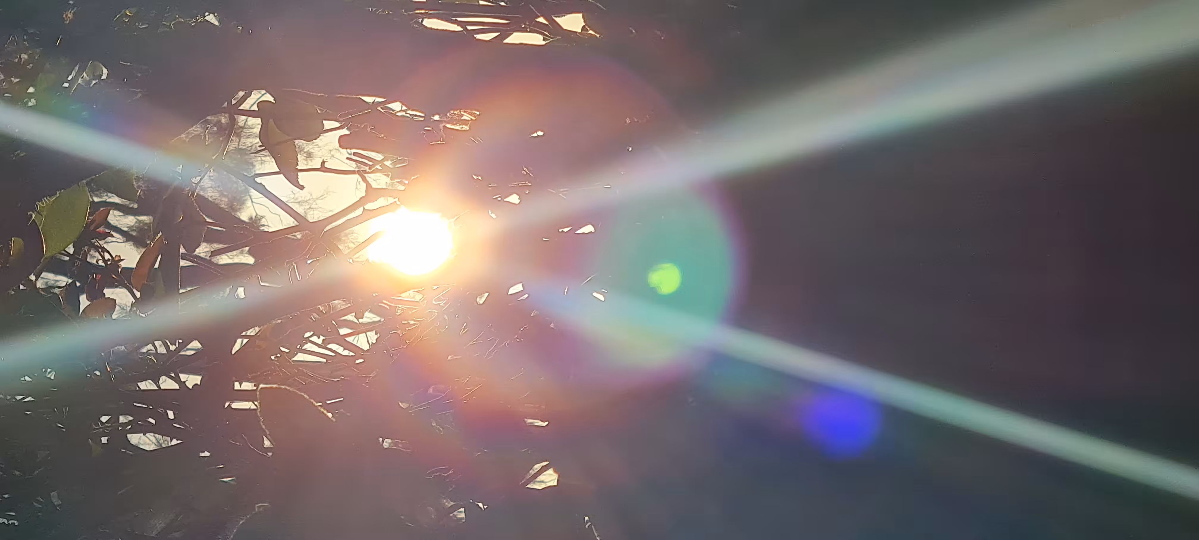 The sun shines out my bush