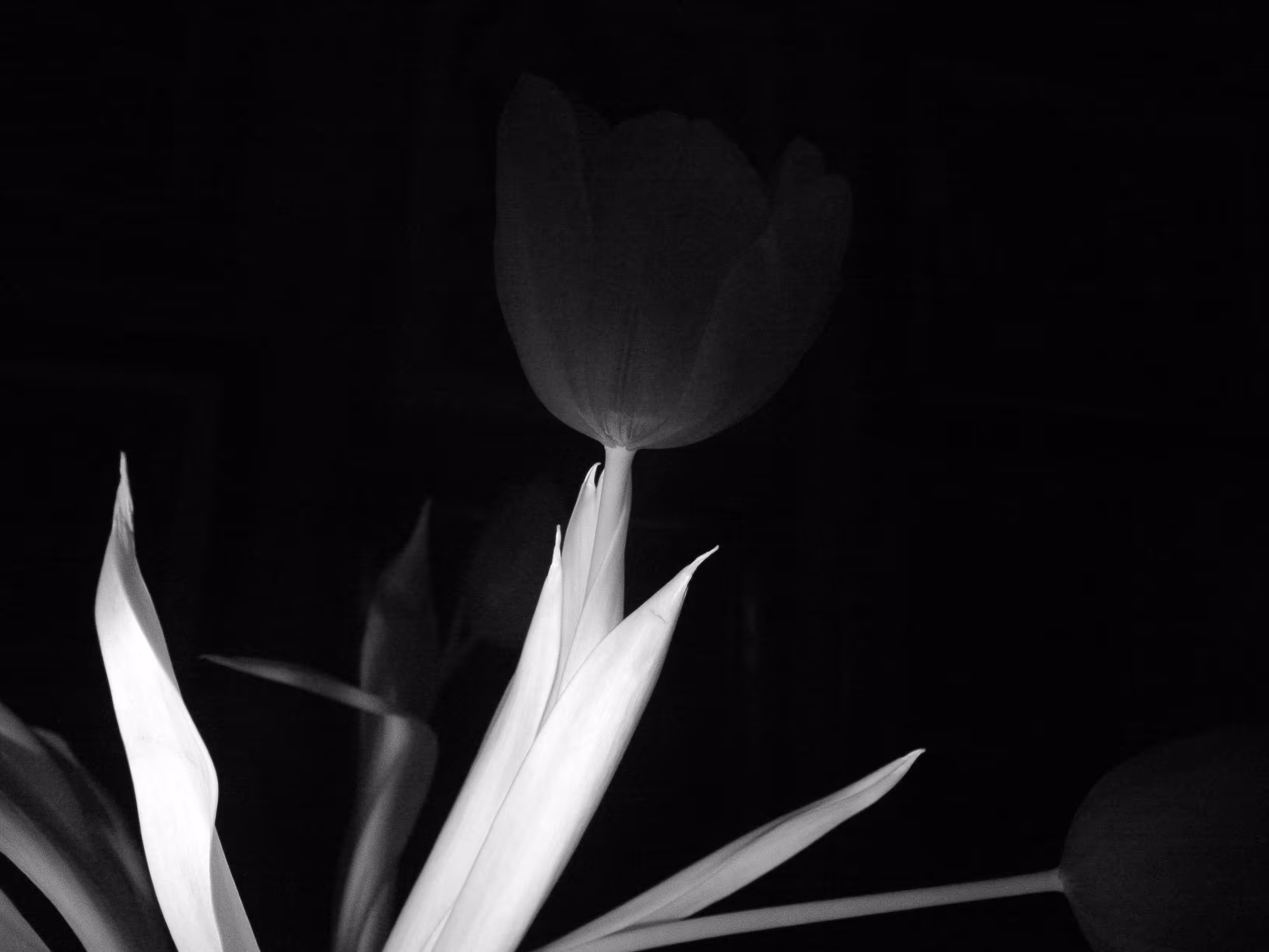 Chlorophyll Suite II