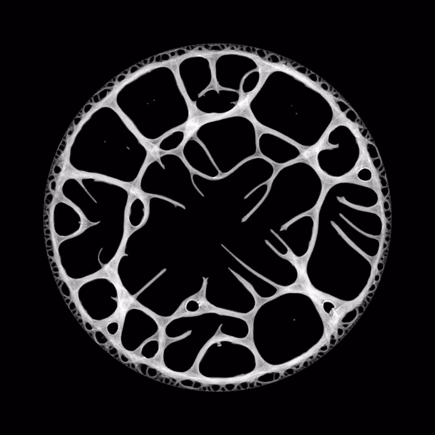Physarum 2