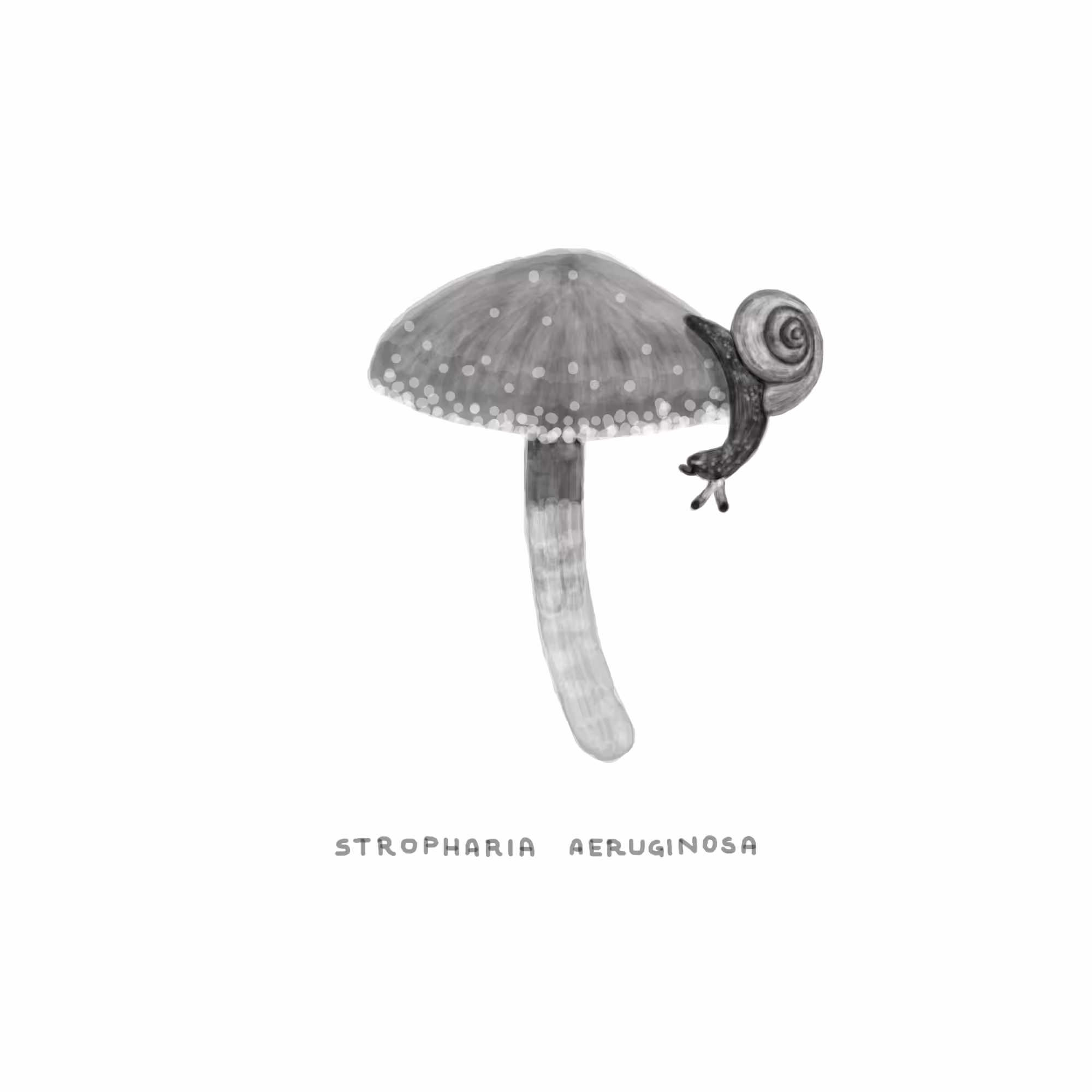 #12 SLIPPERY - Stropharia Aeruginosa
