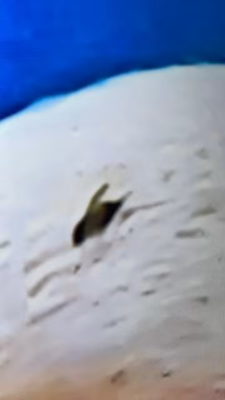 The Fly on Mike Pence