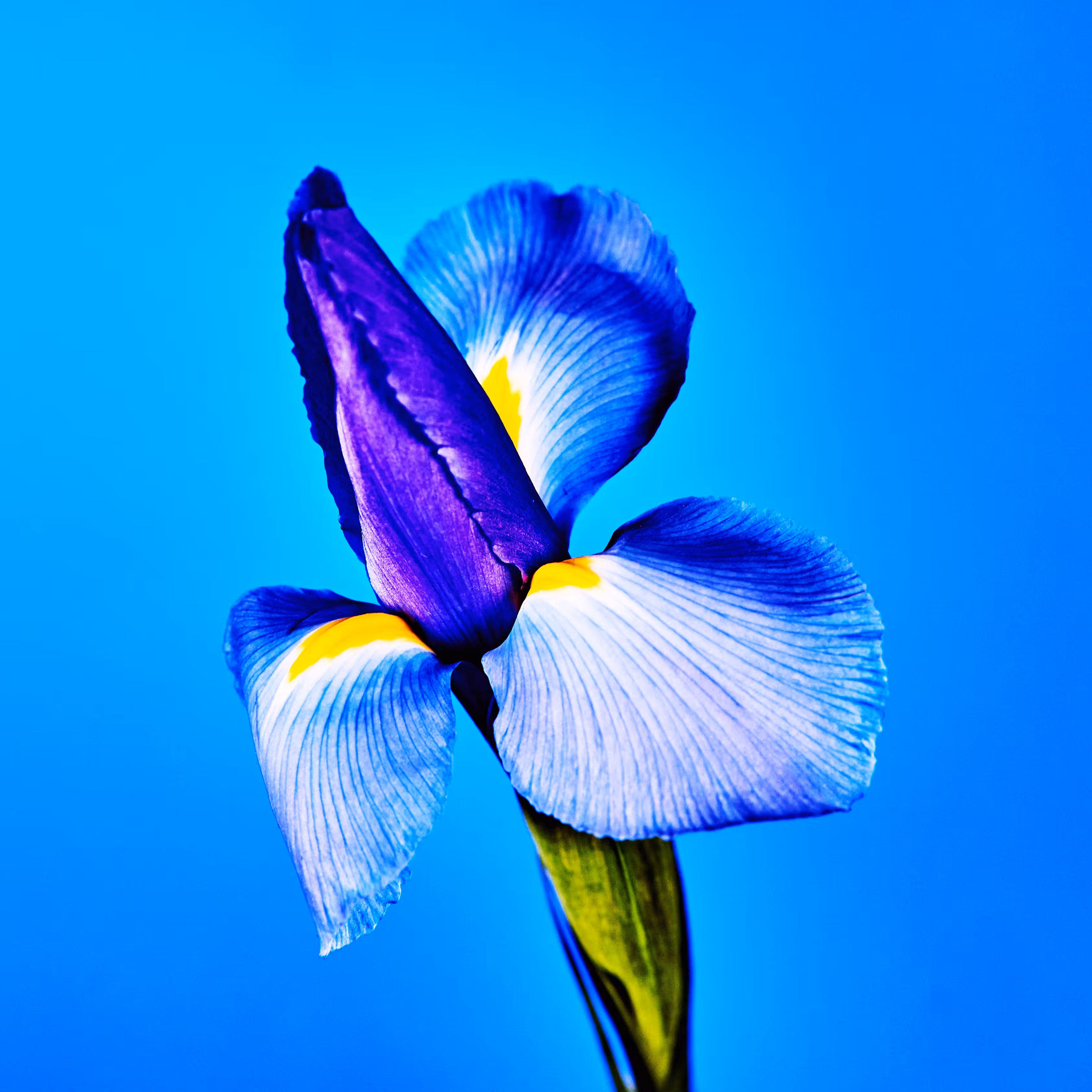 Flower #04