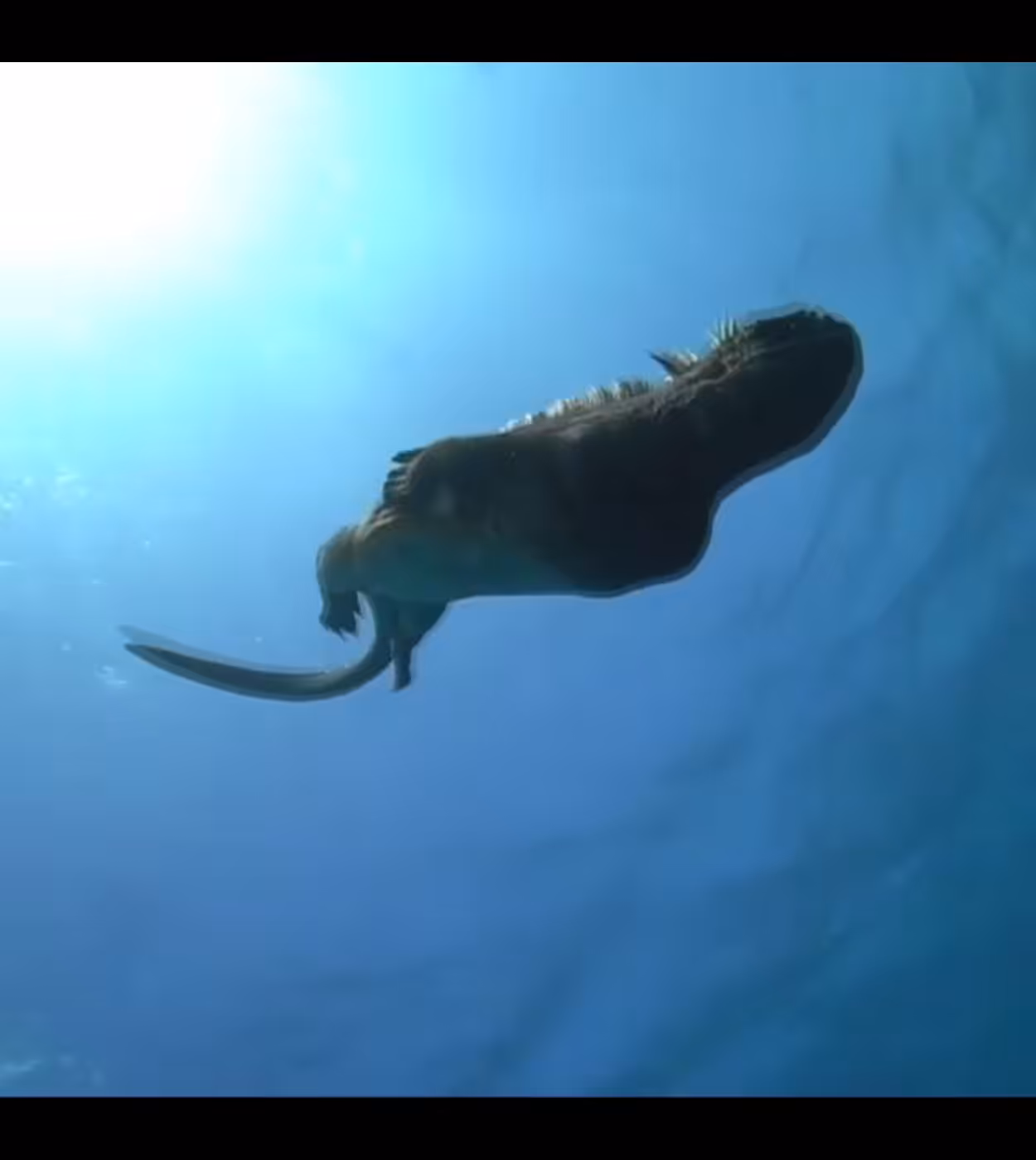 iguana hunting 