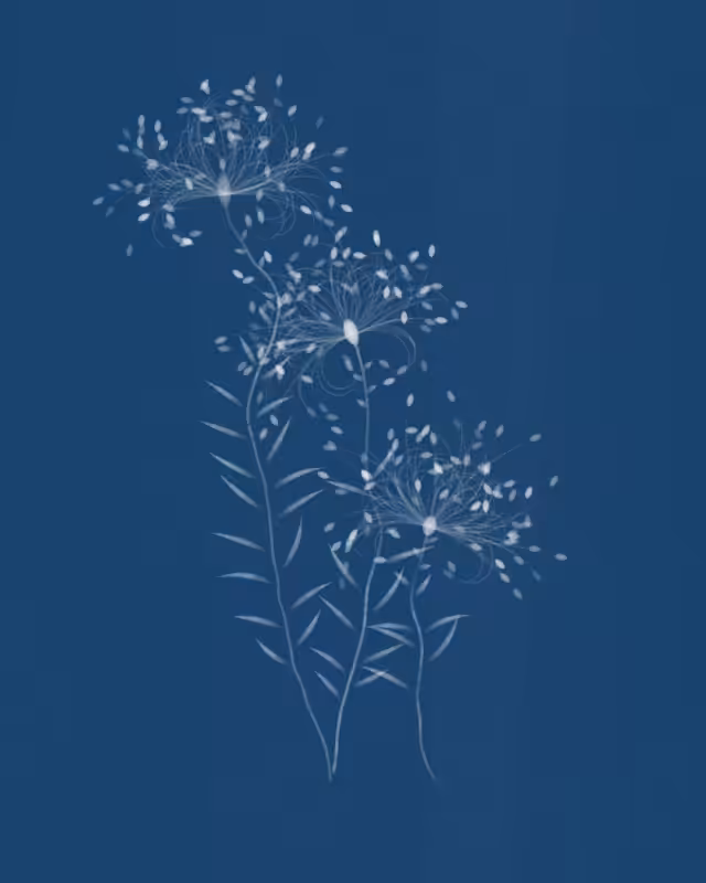 Cyanotypes #243