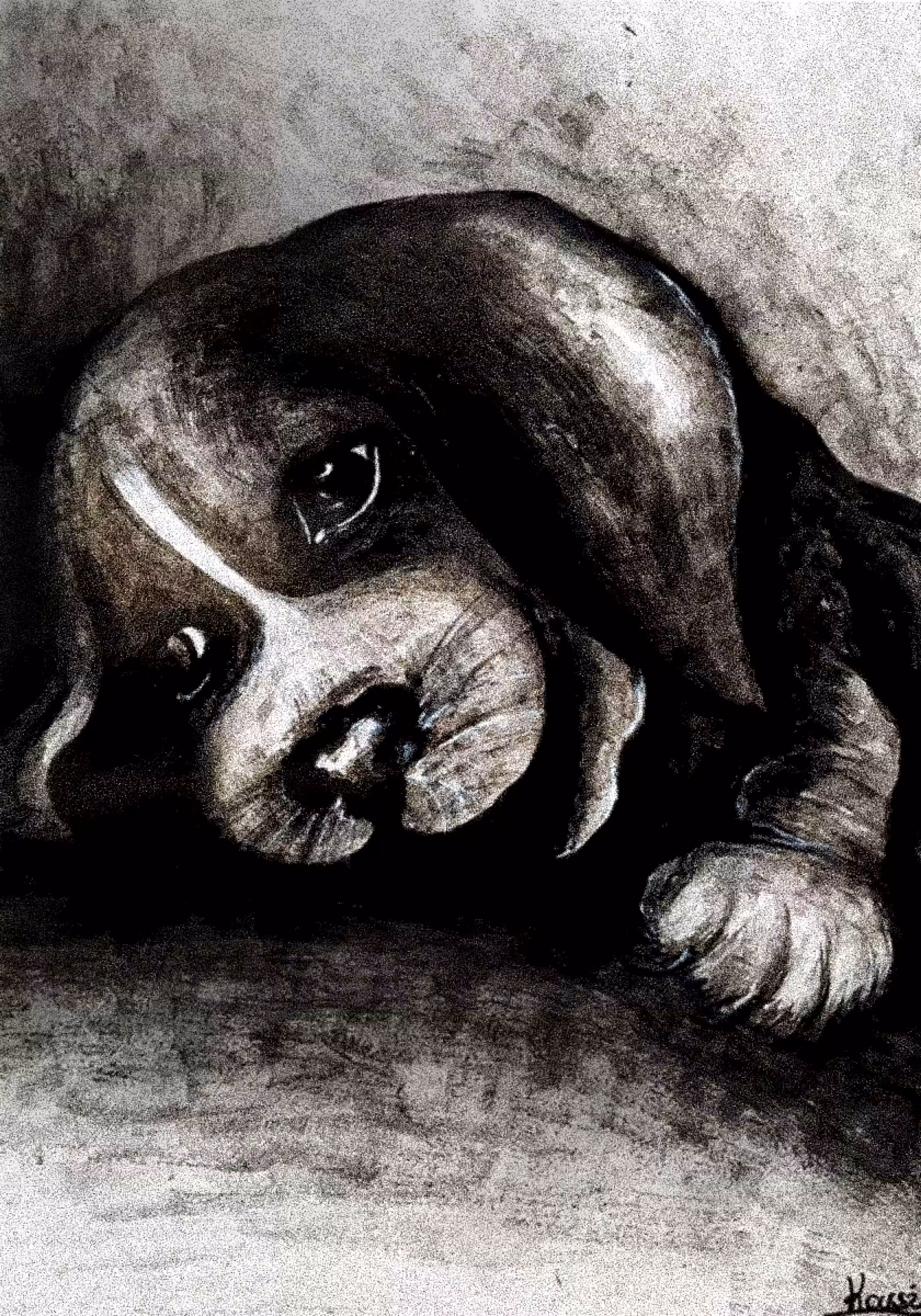 "Grainy puppy"