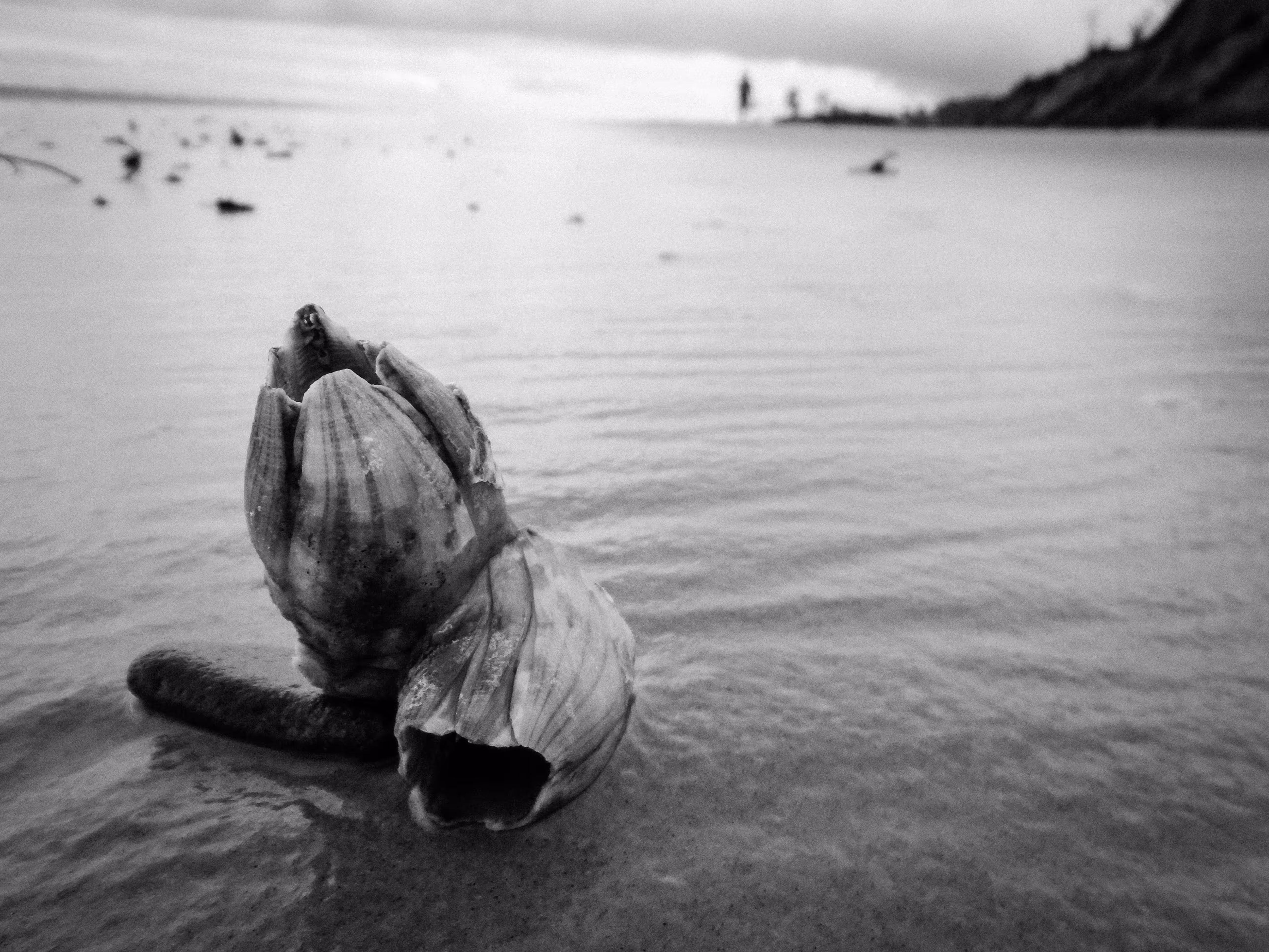 What the Sea Returns on the First Day