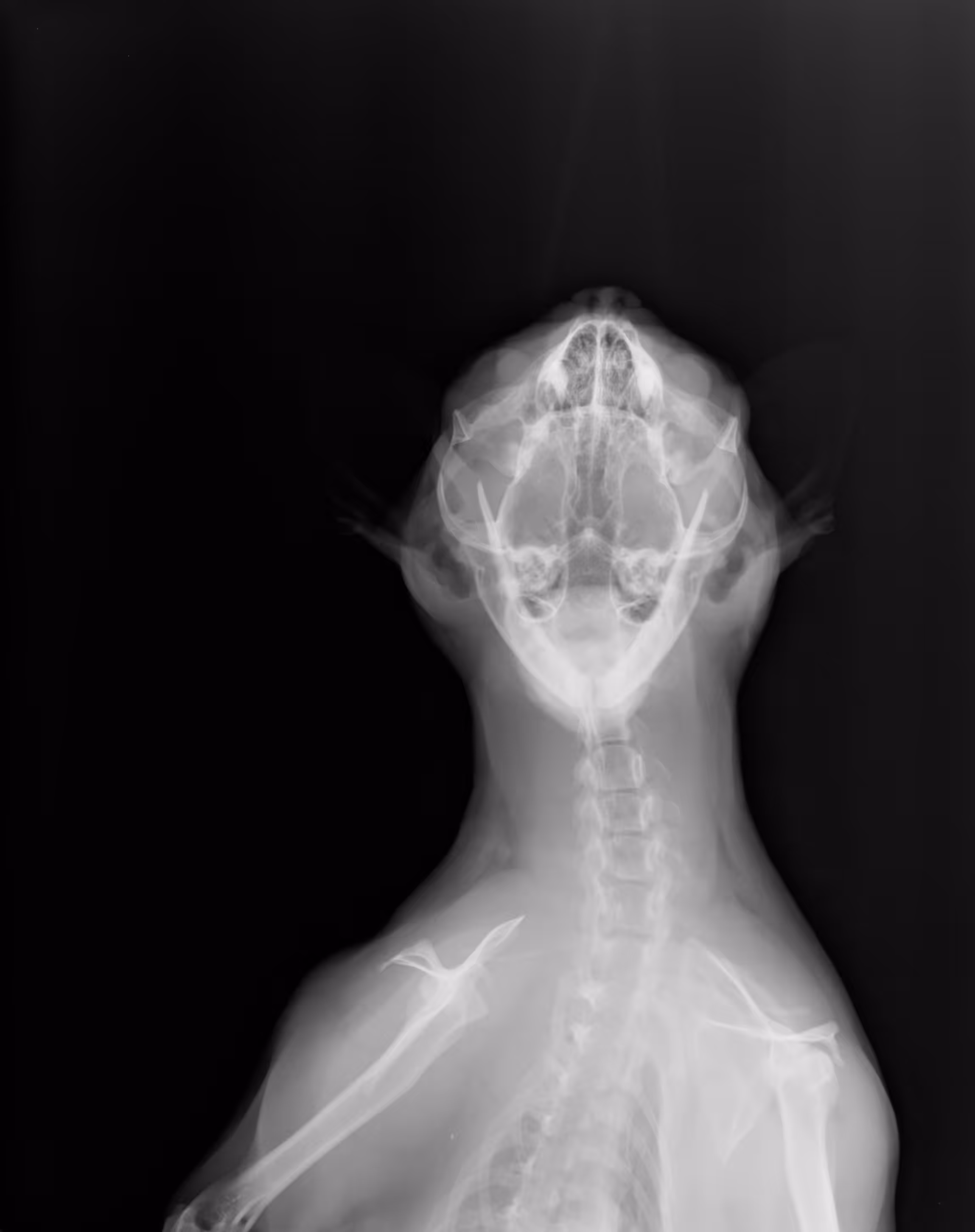 X-ray 02