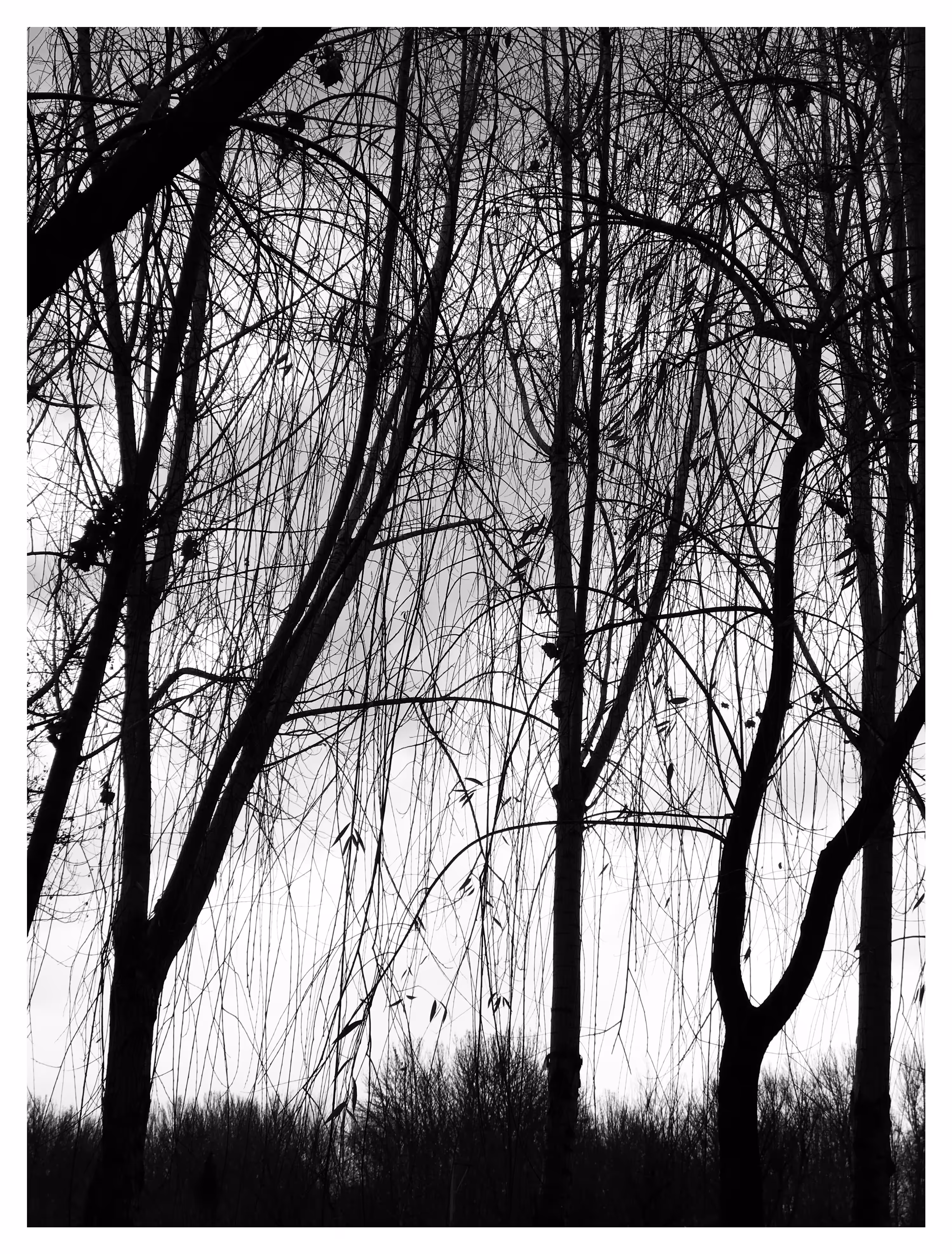 Look up..: tree of life