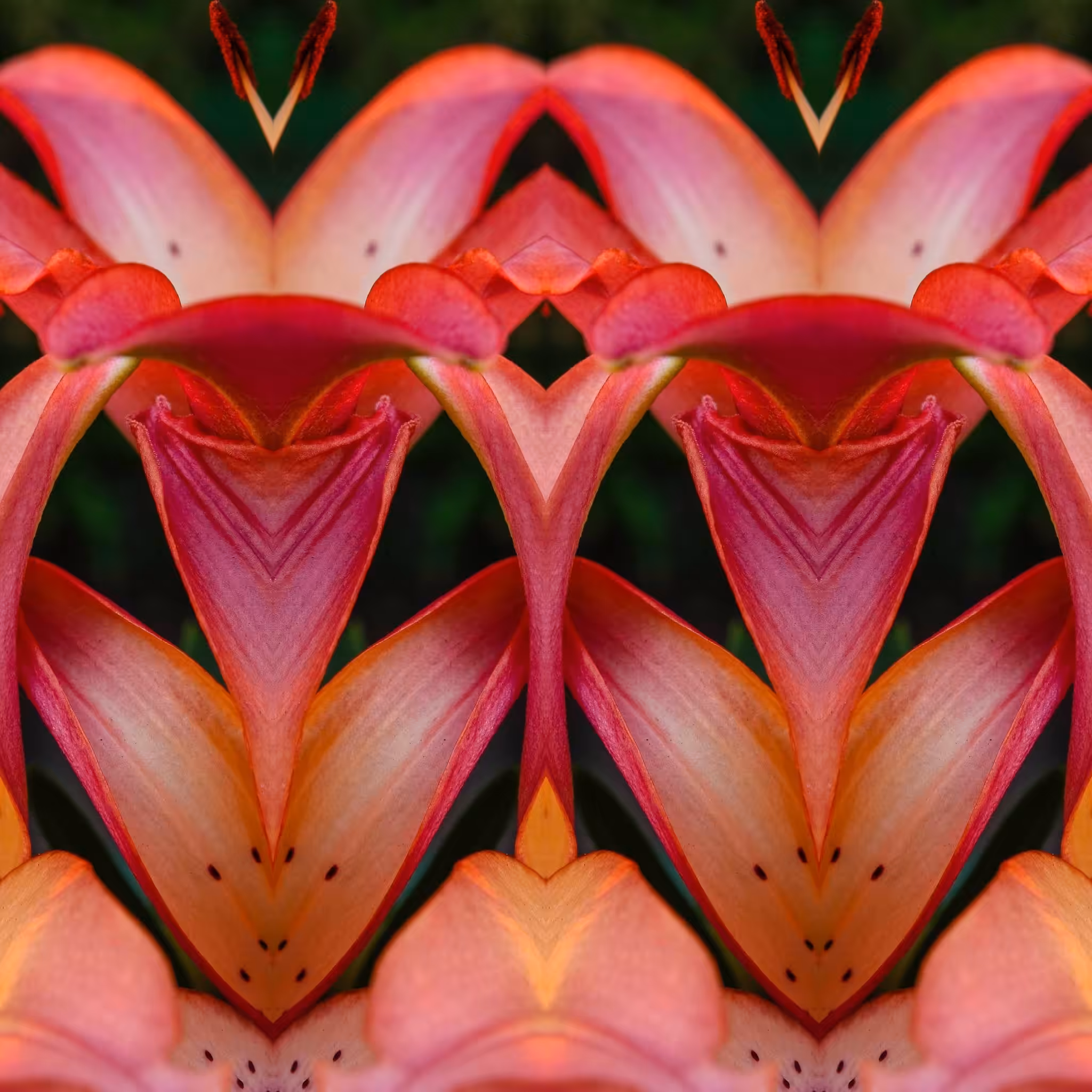 flower curtains iv