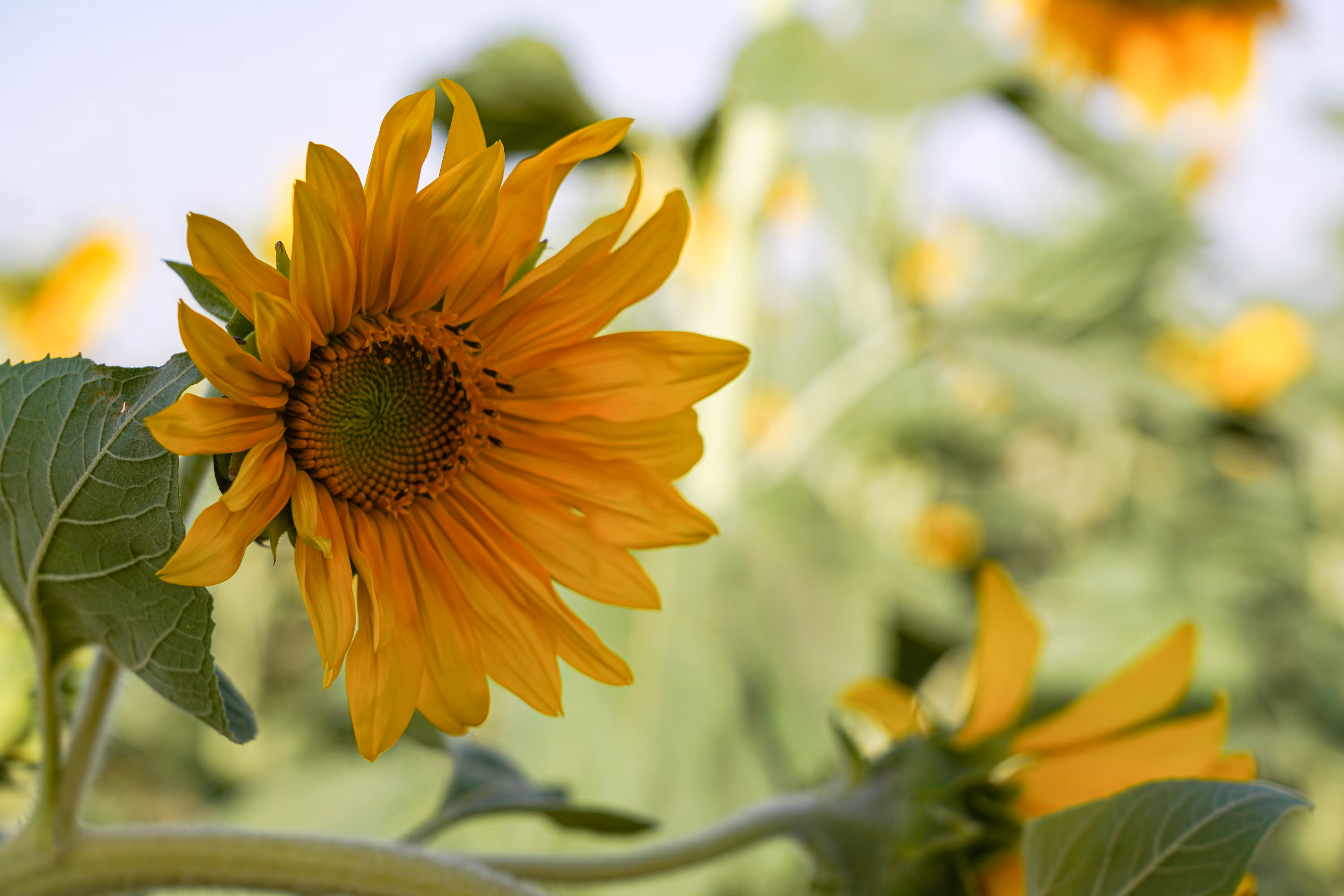 flowers: Gentle Sunrise